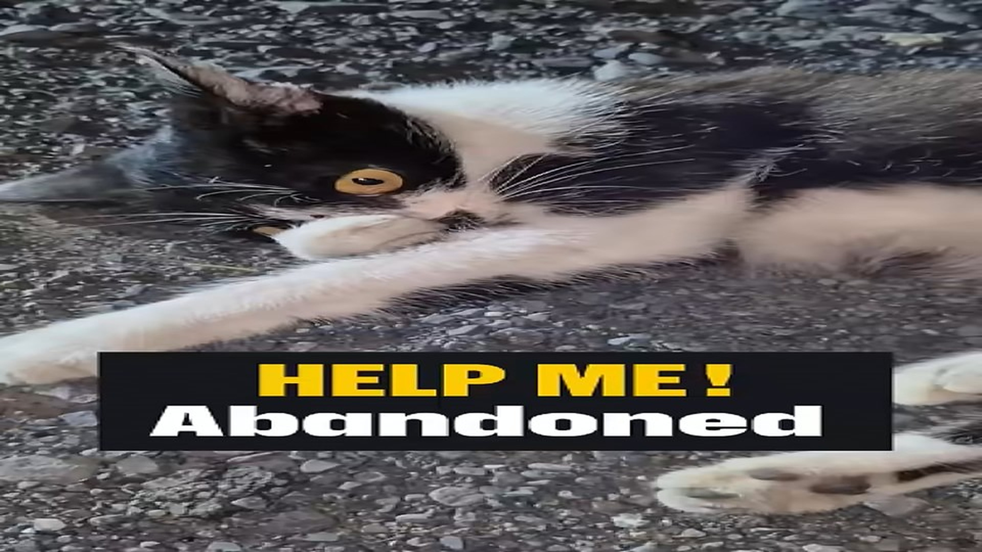 Full Video : N1407137_She was injured, lying on road #shorts #catrescue #cat