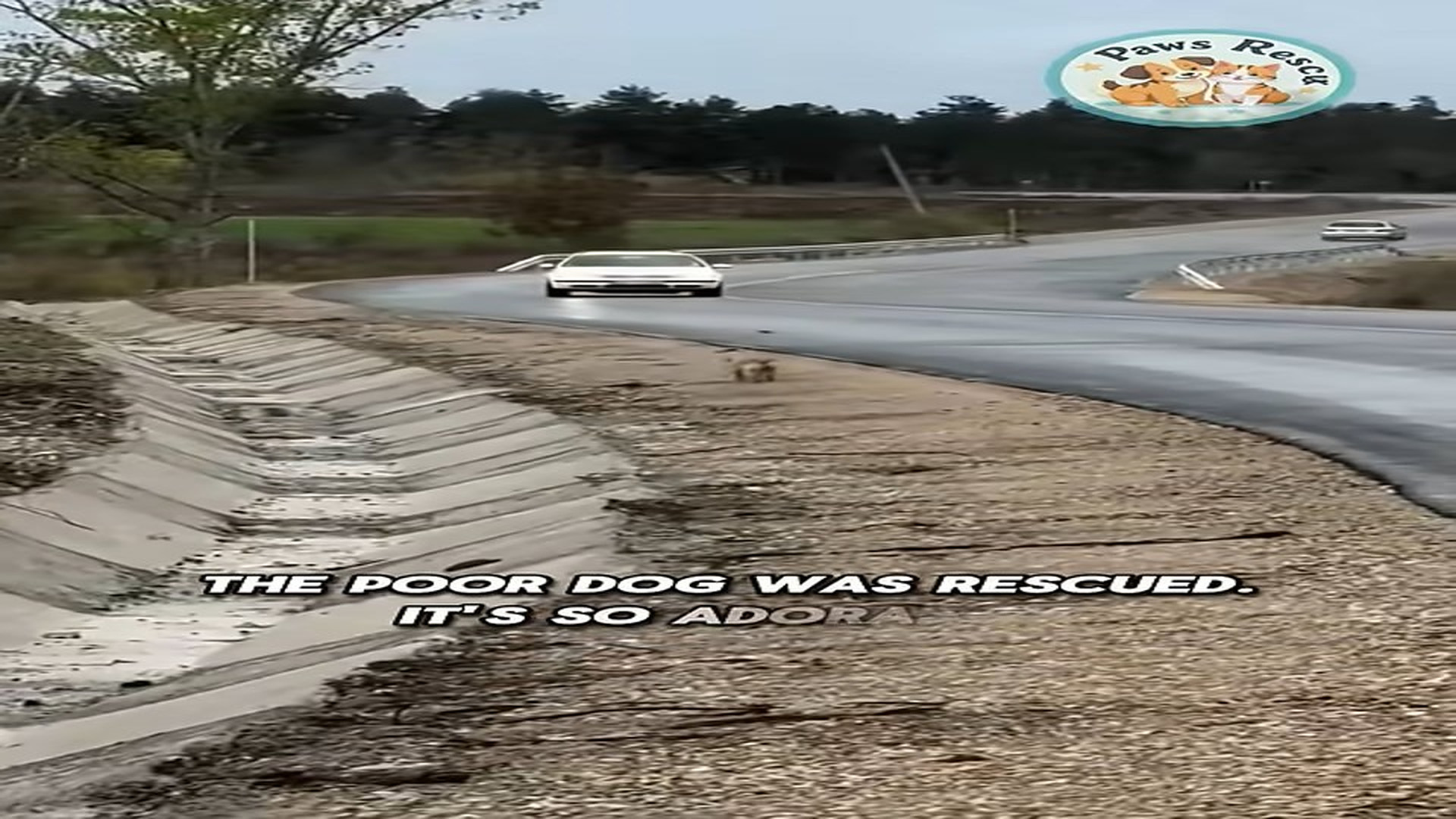 Full Video : N1407131_poor dog was rescued #shorts #rescuedog #adoptstrays