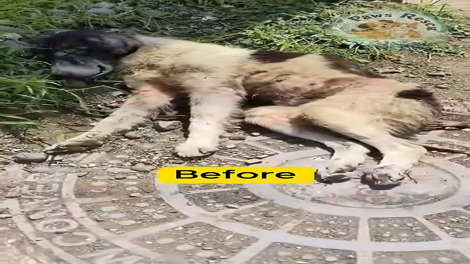 Full Video : N1407132_Before after dog was rescued by us #shorts #beforeandafter #dogrescue