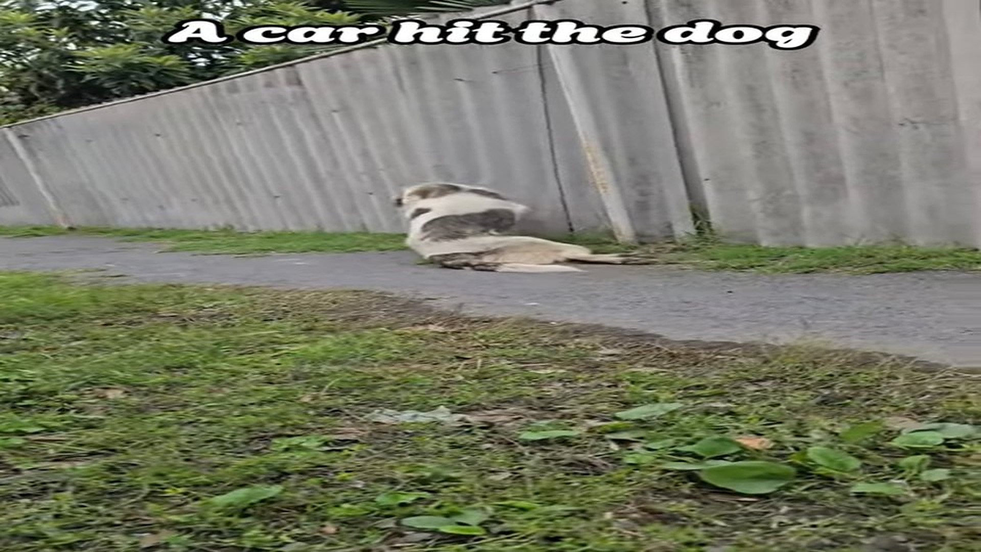 Full Video : N1407133_A car hit dog #shorts #rescue #dog #dogrescue
