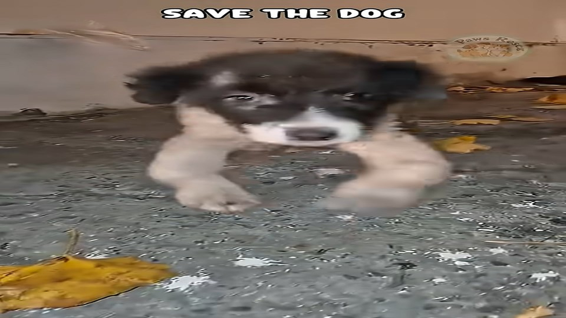 Full Video : N1407134_Abandoned puppy found in abandoned house #shorts #dogrescue #dog #kindness #doglove