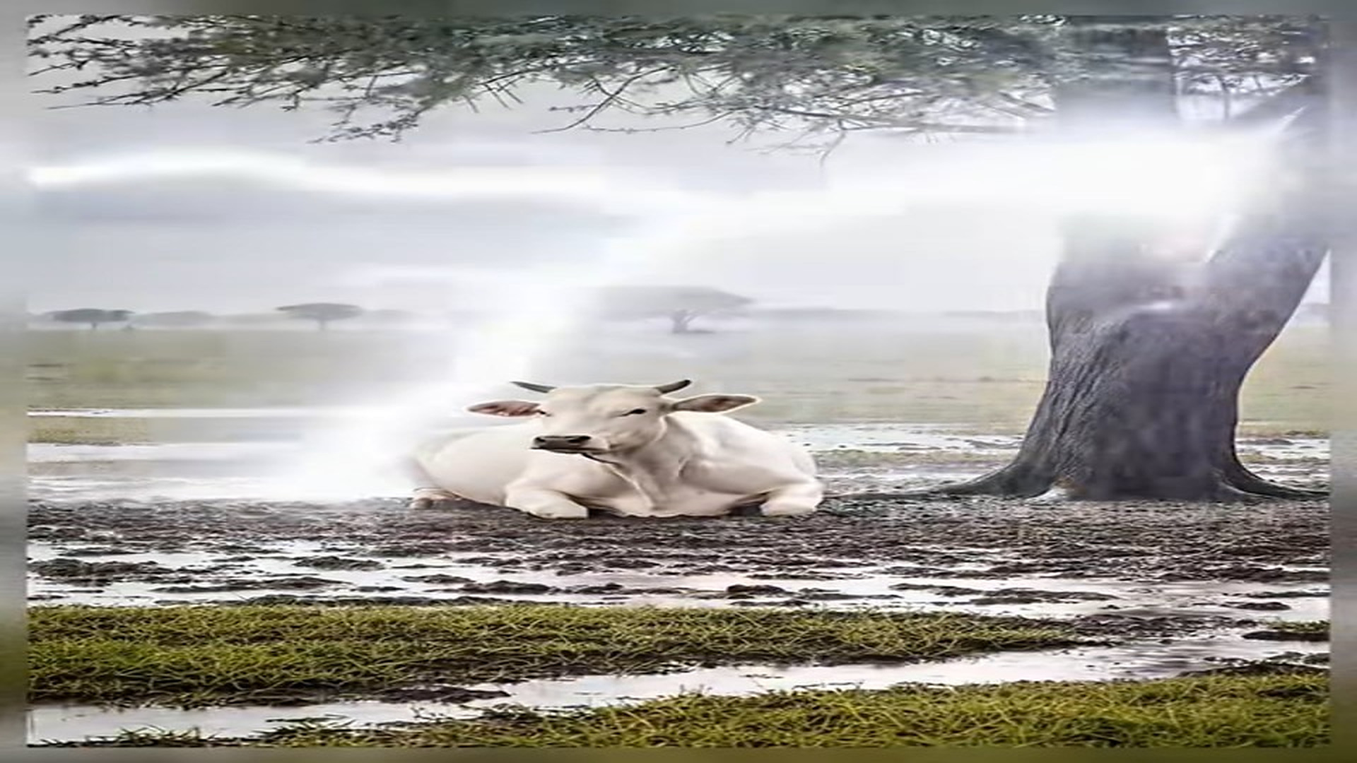 Full Video : N1707129_3 Animal Rescues Prove Humanity Still Exists #animals #aianimals