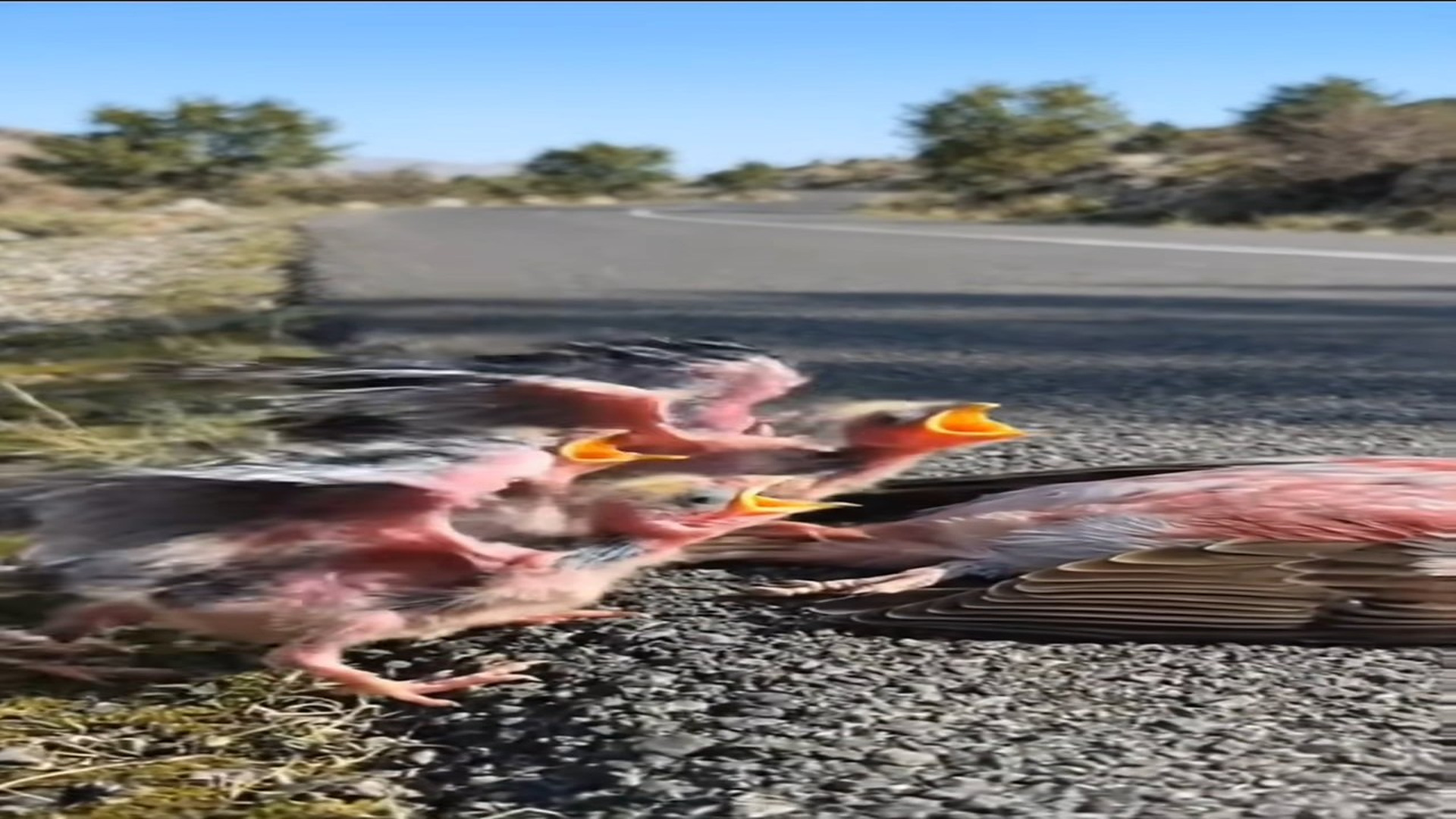 Full Video : N1707137_kind hearted Man rescues poor unconscious mother Sparrow #foryoupage❤️❤️ #trending #uktiktok #foryou