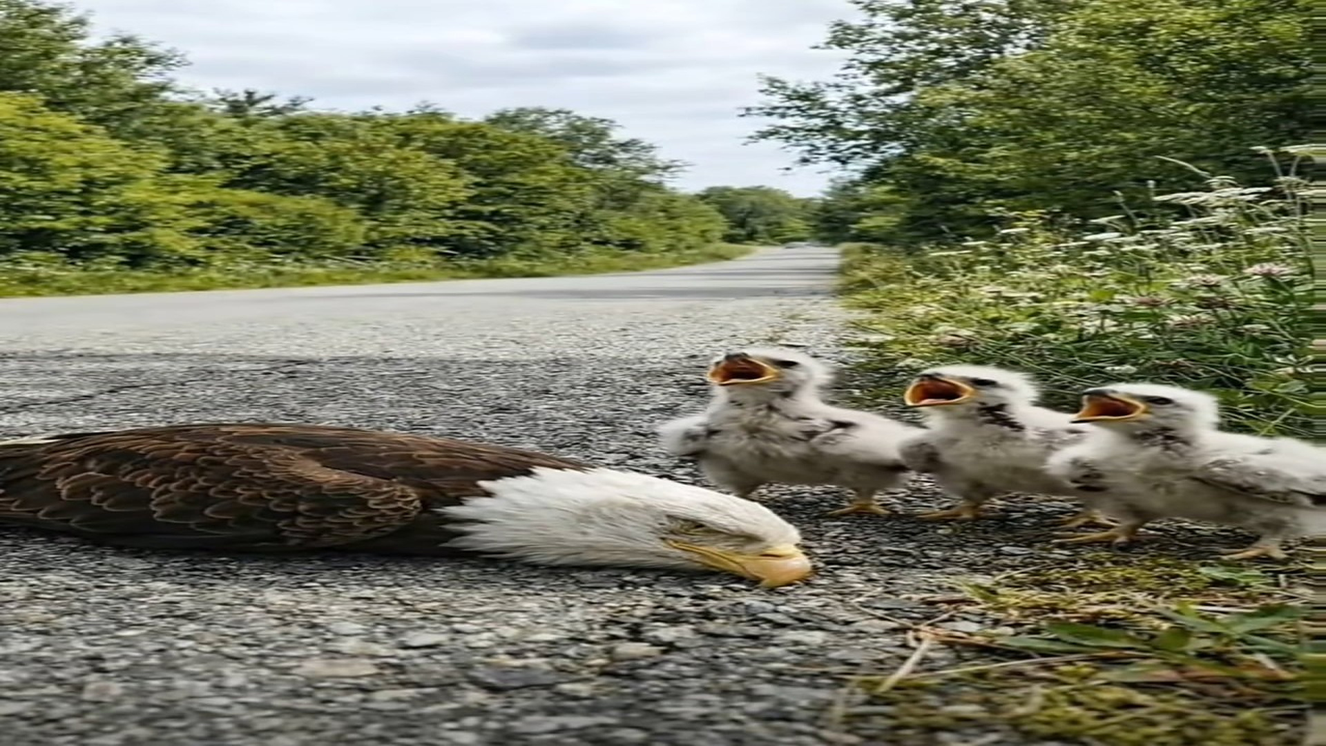 Full Video : N1707136_kind hearted man rescues poor unconscious Eagle on the road side #foryou #foryoupage❤️❤️ #trending #