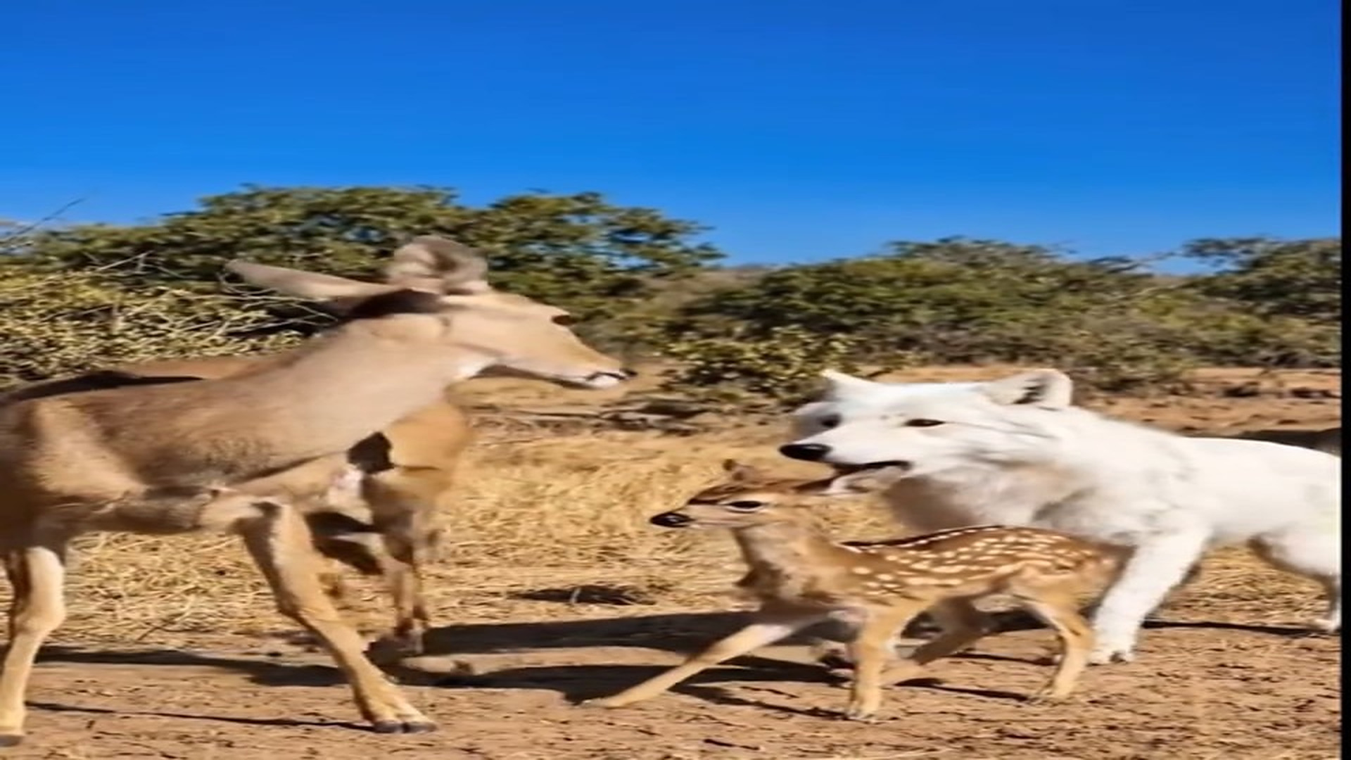 Full Video : N1707132_Brave Gorilla Rescue A poor baby Deer From Wolf ���#foryou #foryoupage❤️❤️ #trending #viral #ukti