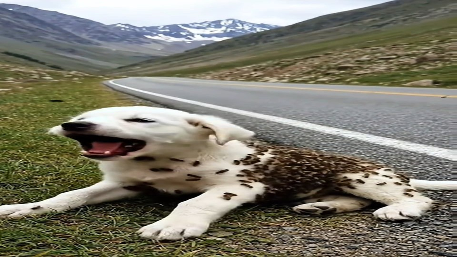 Full Video : N1707133_kind Hearted Man Rescues A poor Puppy covered with Honey Bees #foryou #foryoupage❤️❤️ #trending #vir