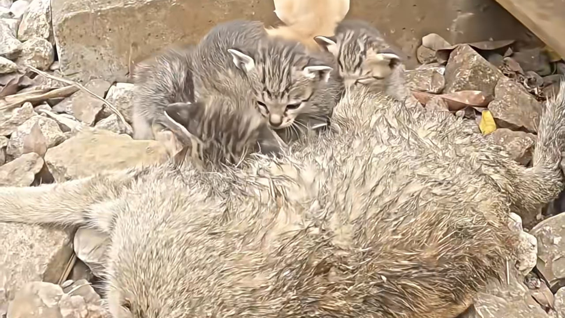 Full Video : N1707124_This poor mother was abandoned with her babies, but this good man saved them. �❤️ #animals #emotion