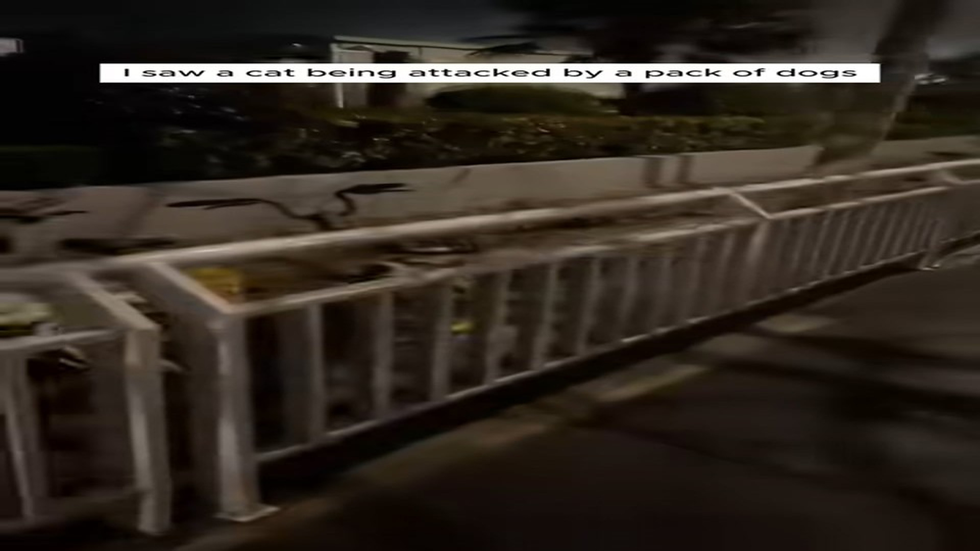 Full Video : N2107136_Cat Rescue #Cat #Kittens #Rescue #Love #Animalrescue #Animals #Babyan