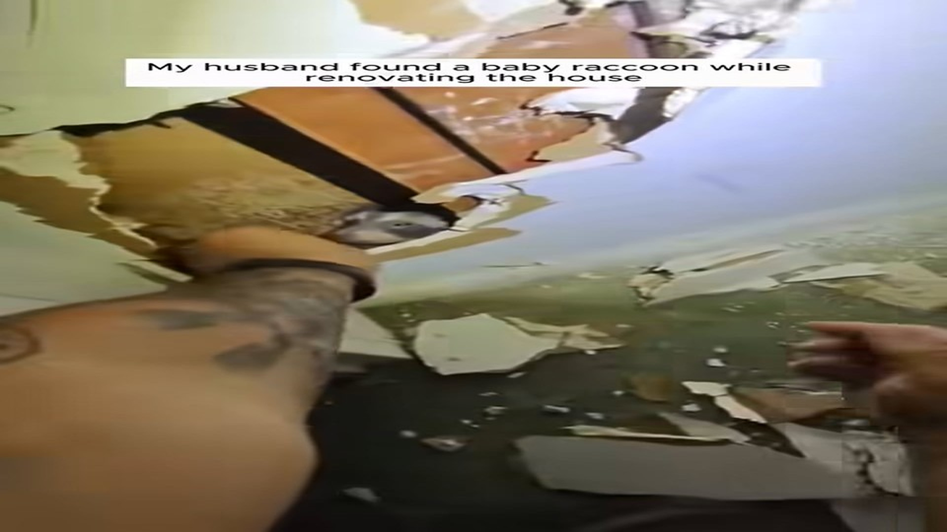 Full Video : N2107137_Raccoon Rescue #Raccoon #Rescue #Love #Animalrescue #Animals #Babyan