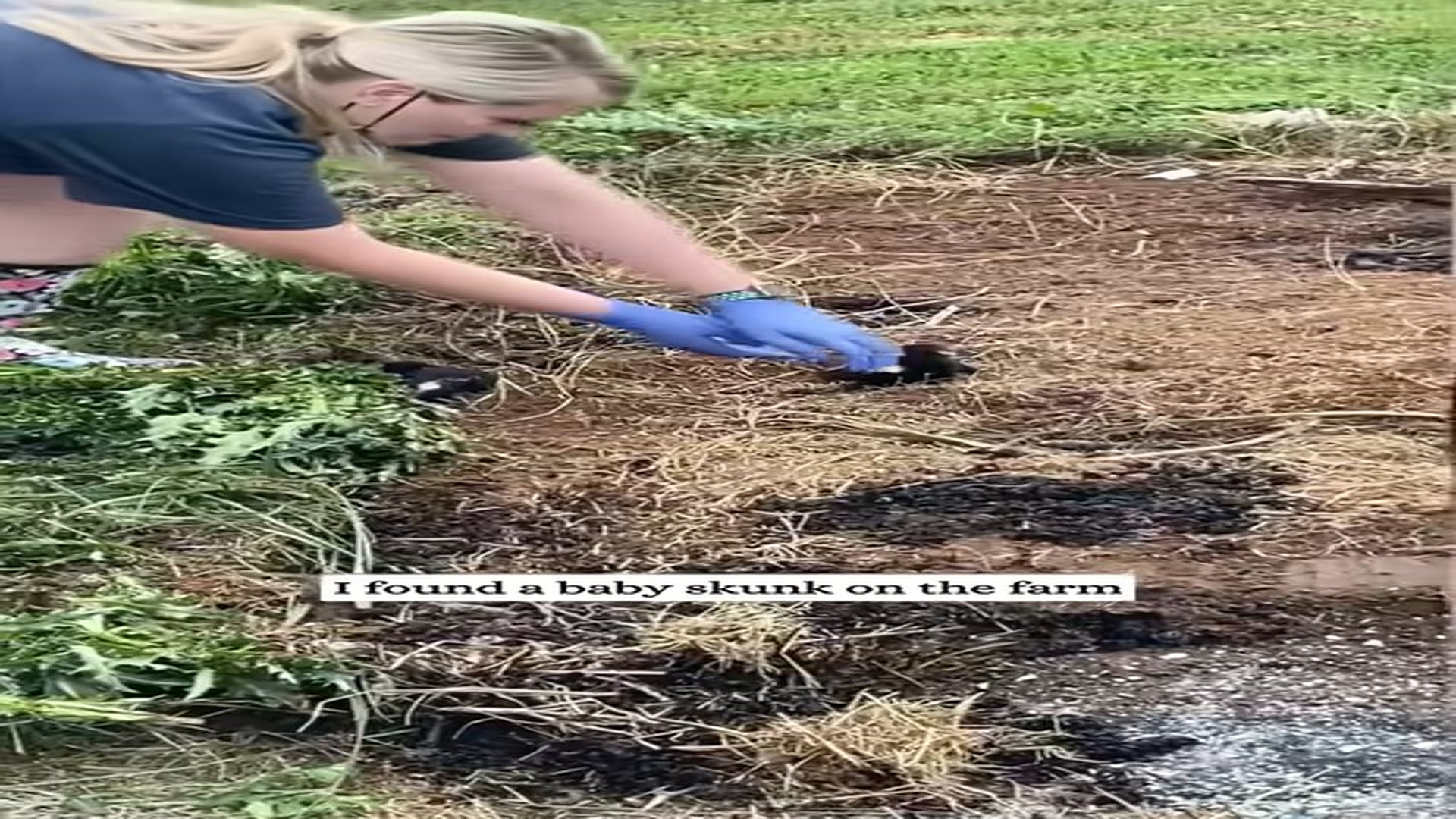Full Video : N2107133_Skunk Rescue #Skunk #Rescue #Love #Animalrescue #Animals #Babyanimal
