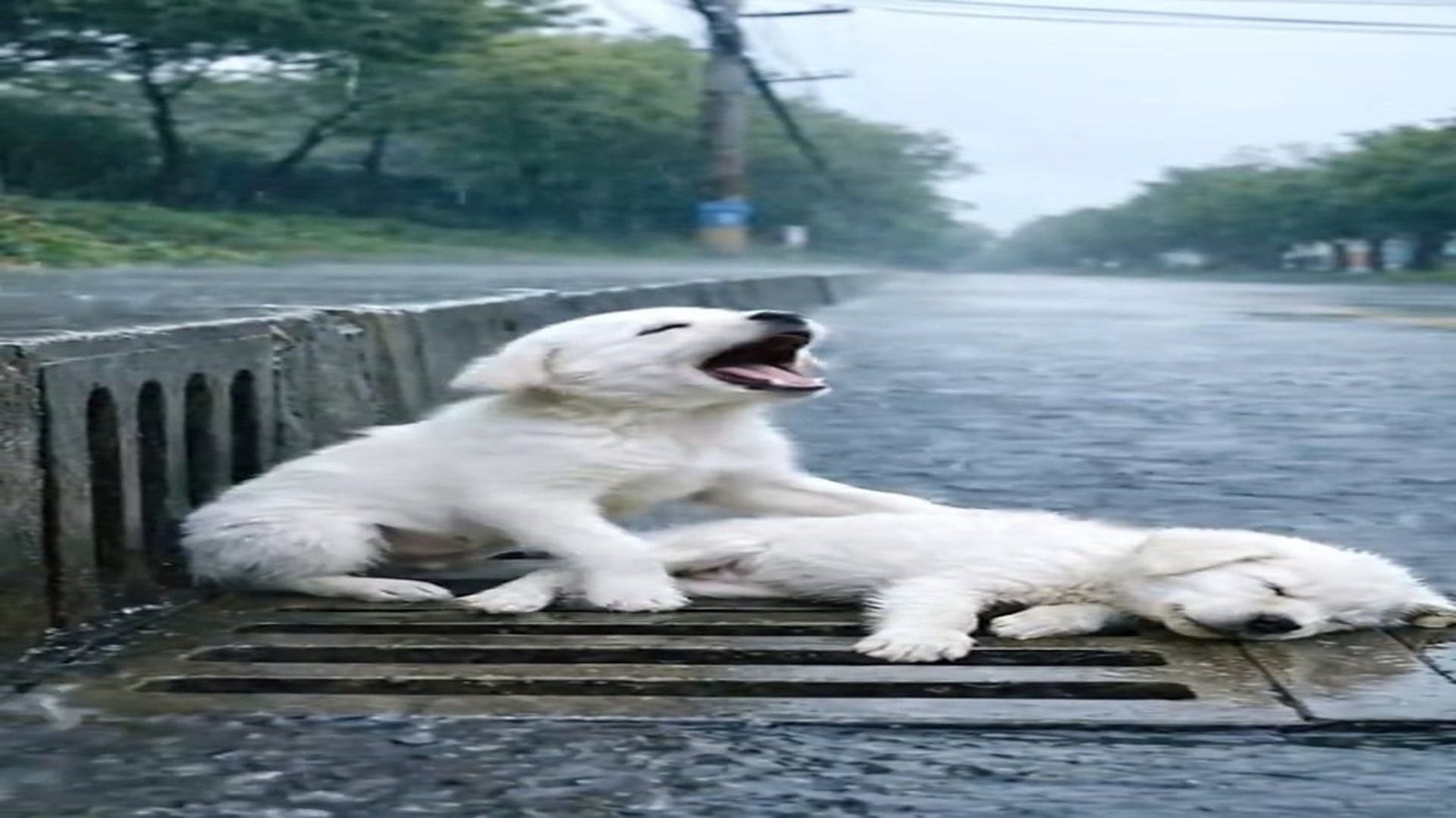Full Video : N1707144_Kind-Hearted Army Girl Rescues an Unconscious Puppy in Heavy Rain ��️ Disclaimer_ This video is AI