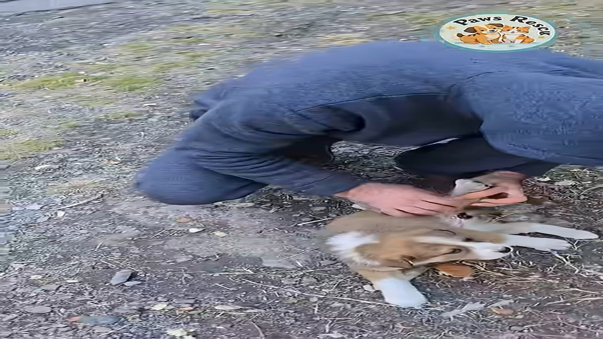 Full Video : N2007145_Help injured dogs on street #shorts #dogrescue #dog