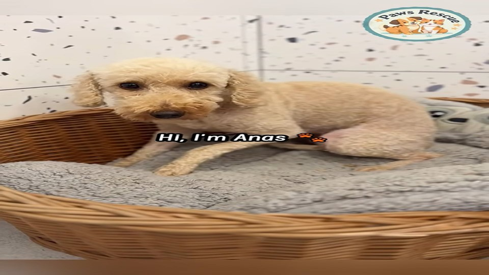 Full Video : N2007142_I ve been through really bad things#shorts #dogrescue