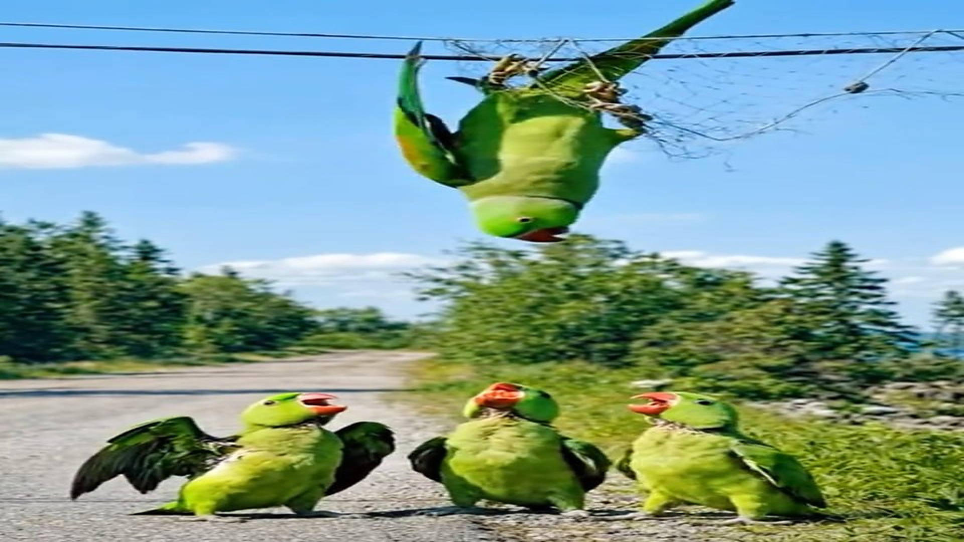 Full Video : N2507155_Kind-Hearted Man Rescues a Poor Mother Parrot Trapped in a Net on a Wire �✨ ✏️ Short Description_ A
