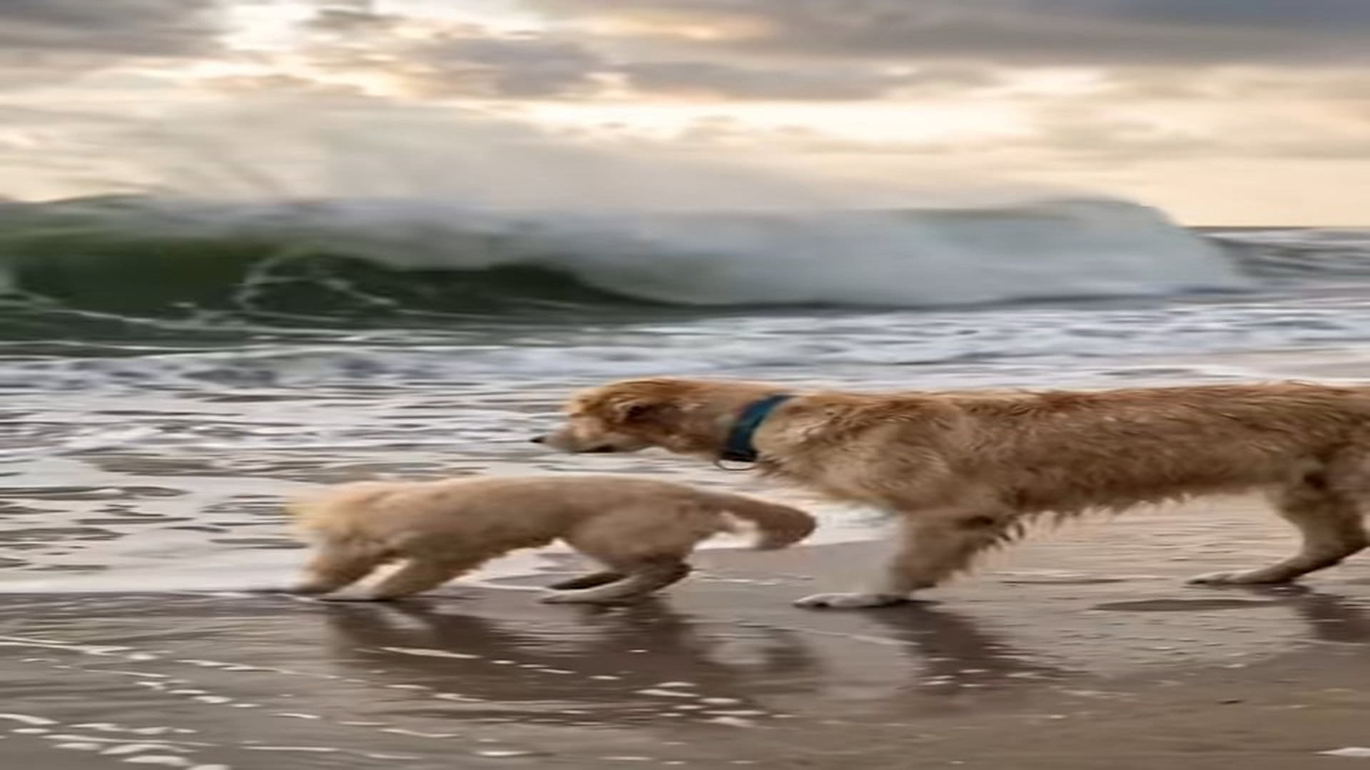 Full Video : N2707061_Please Help Puppy Has Been Swept Away By Ocean Waves, Mo