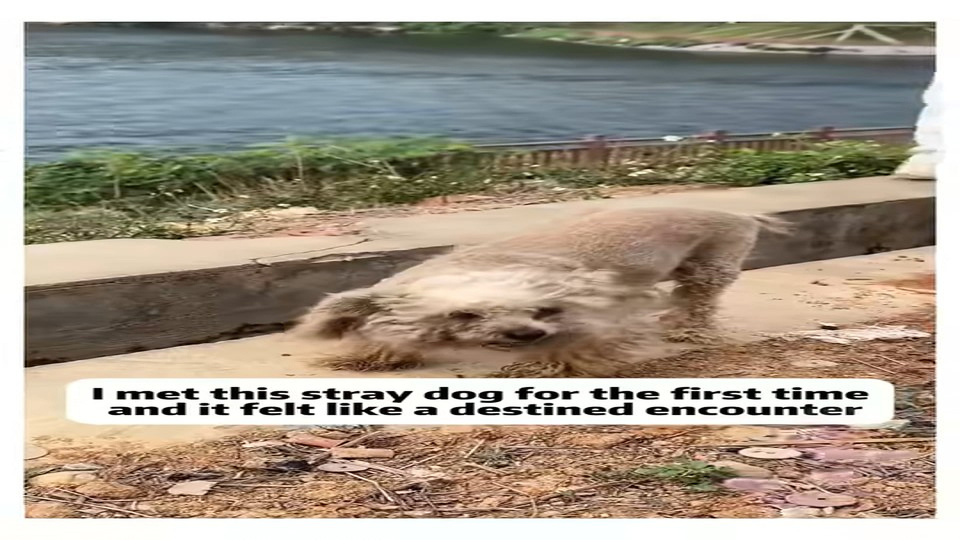 Full Video : N2607162_Og Rescue #Dog #Rescue #Lost #Animalrescue #Animals #Babyanimals #Wh