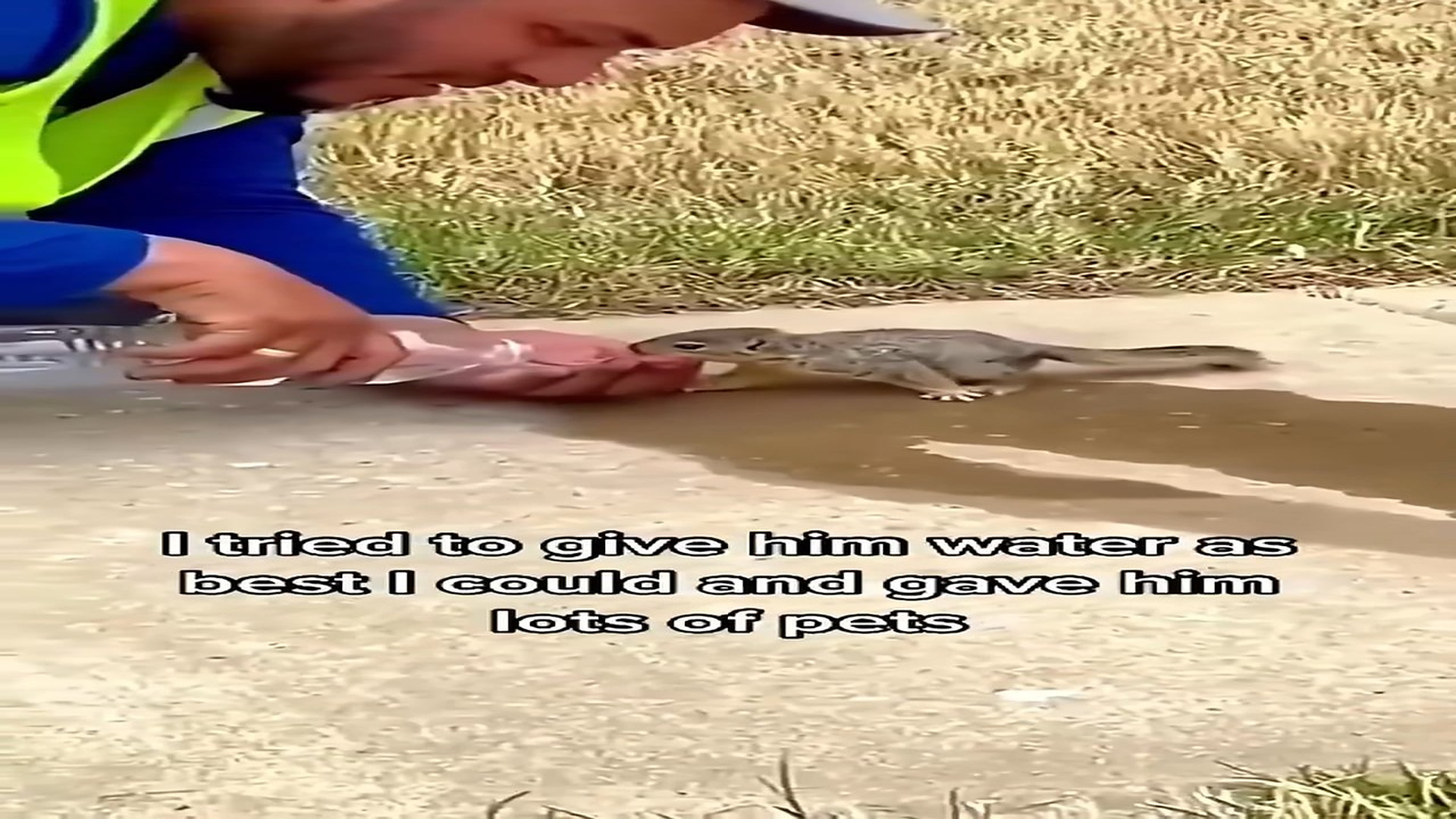 Full Video : N2607160_Squirrel Rescue #Squirrel #Rescue #Lost #Animalrescue #Animals #Baby