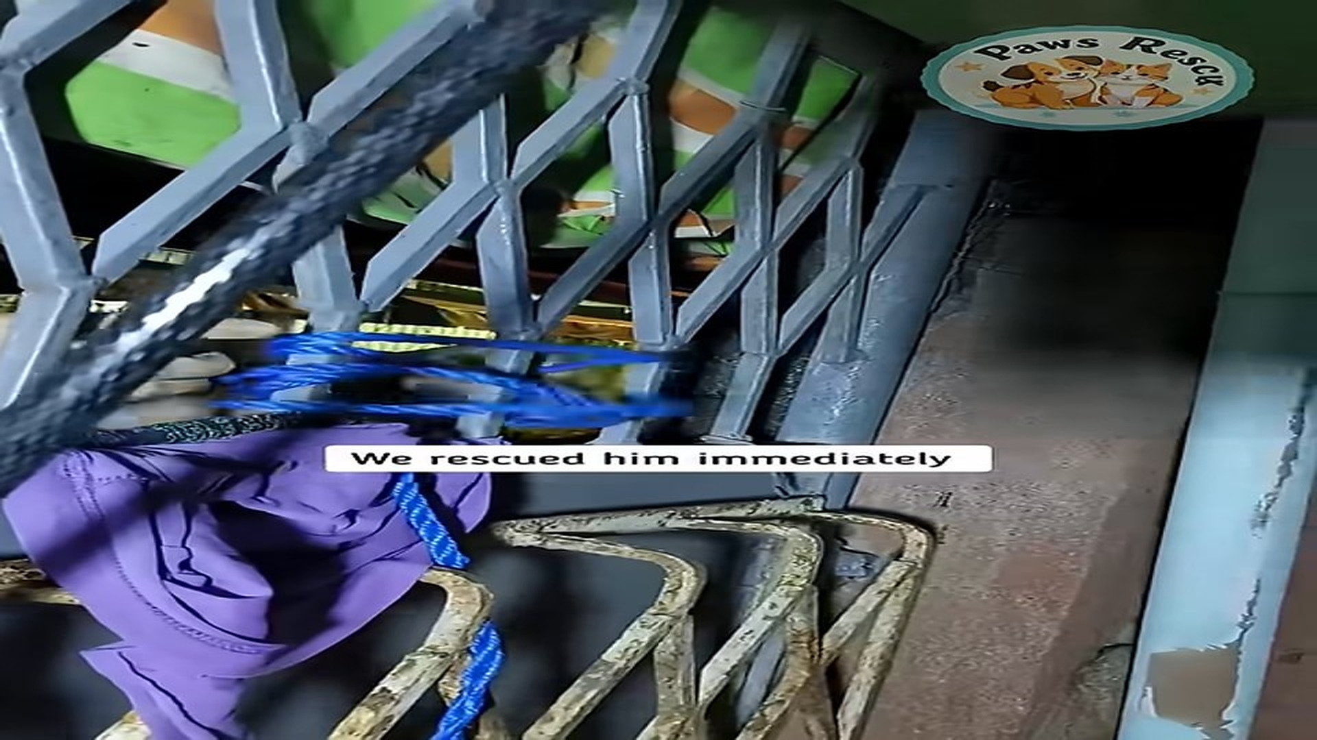 Full Video : N2507155_dog was starved by its owner many days is in critical condition #shorts #dogrescue #dog