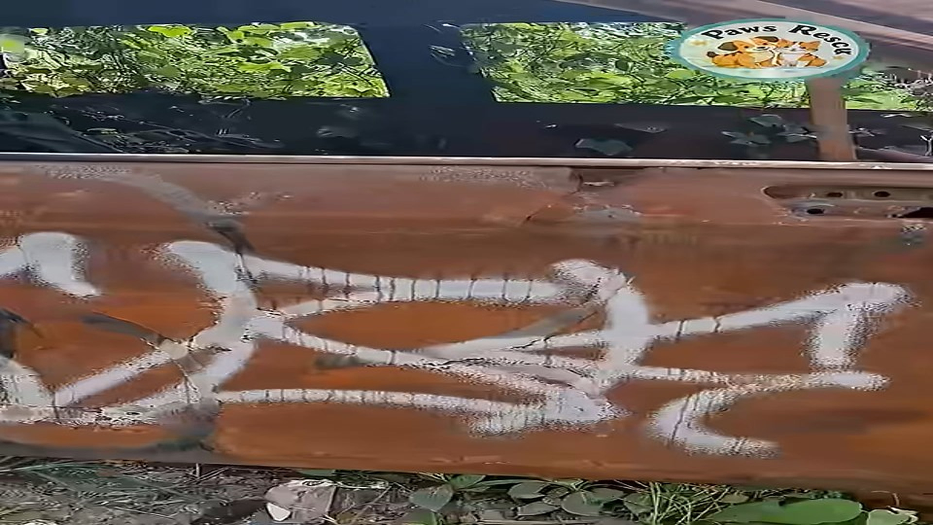 Full Video : N2507152_poor stray dog took refuge in old car#shorts #dogrescue #dog