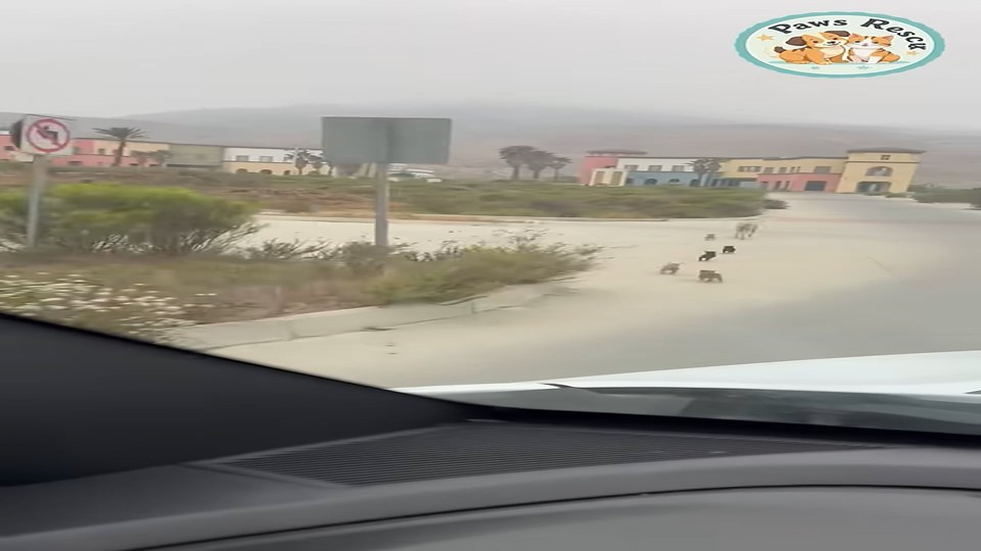 Full Video : N2507148_mother dog her puppies have been abandoned#shorts #dog #dogrescue