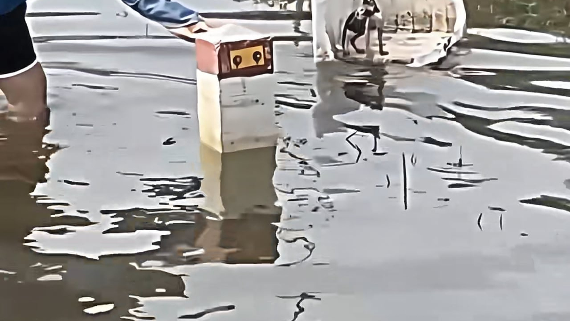 Full Video : N1707142_This kitten had no way out, and this man came to save his life. �❤️ #resgateanimal #rescue #salvand
