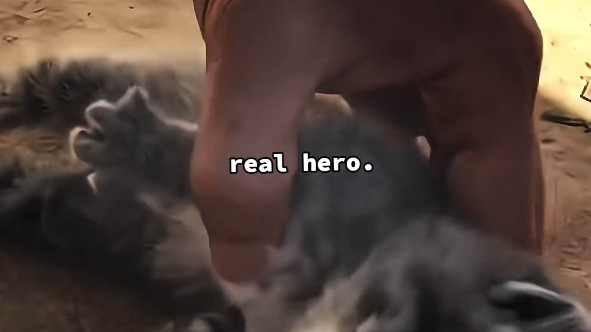 Full Video : N1707143_the real hero. �❤️ #animals #salvandovidas #hero #hopecore #emotional #viral