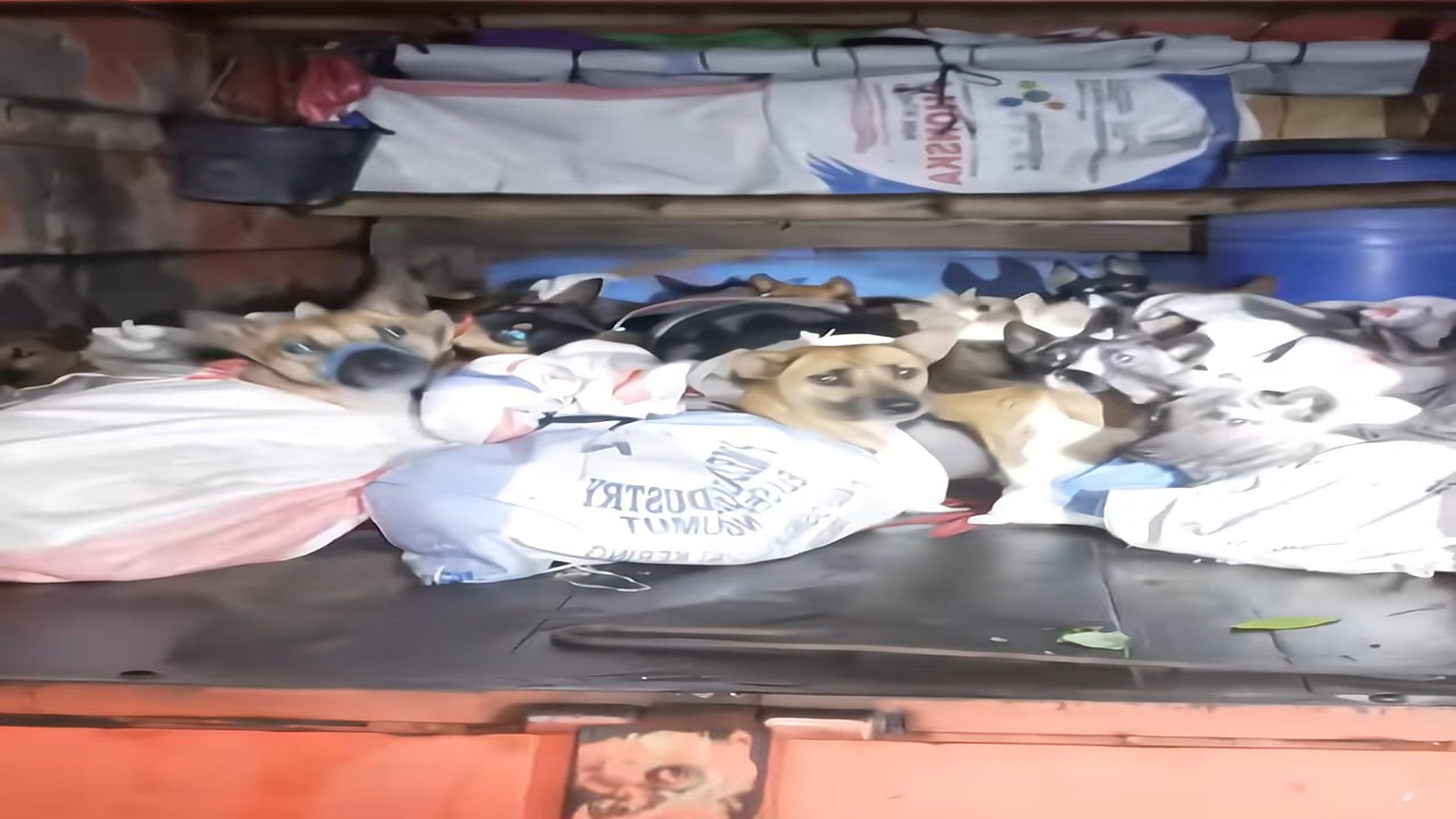 Full Video : N1707139_These 50 dogs were found like this, they were all rescued and are doing well. �❤️ #animalrescue #re