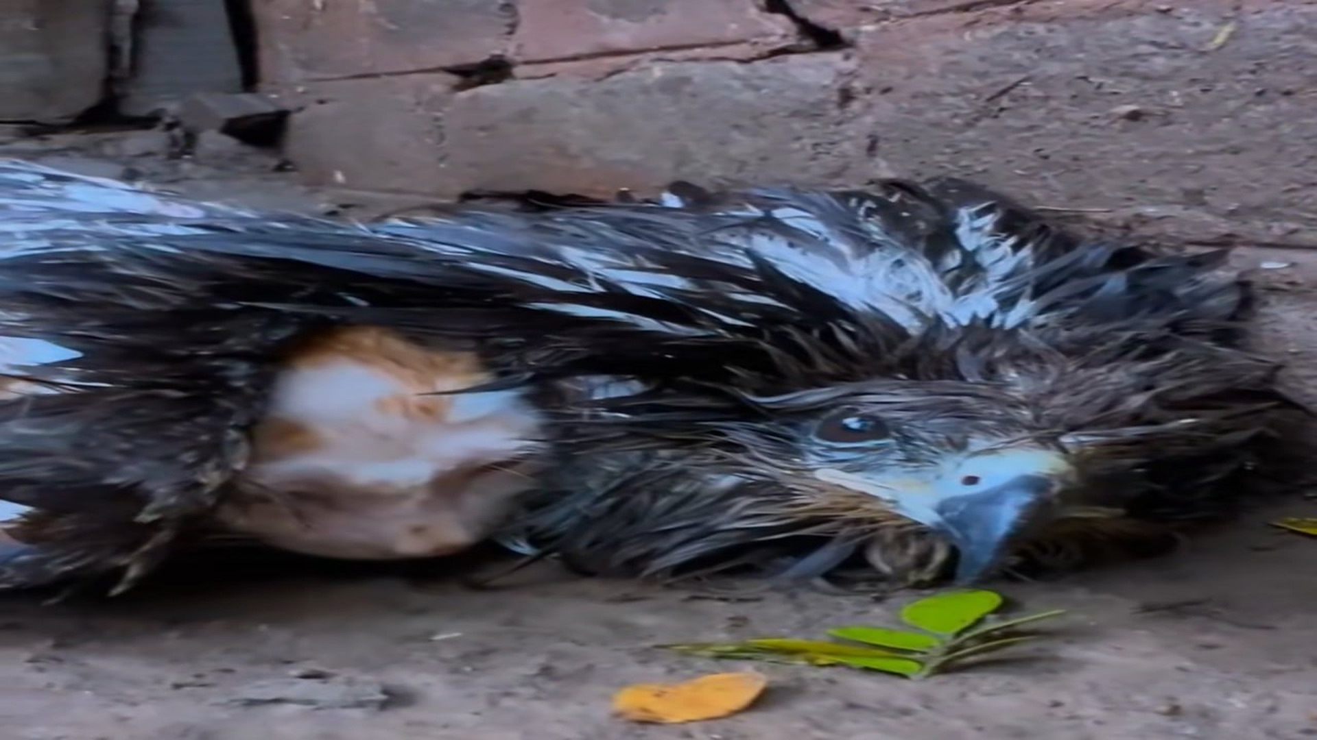 Full Video : N1707140_This falcon was abandoned and in its wings was an abandoned cat, both were rescued and are doing wel