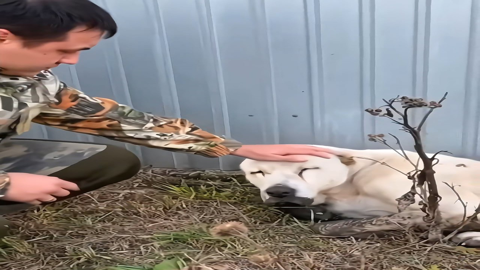 Full Video : N1707138_this old dog was abandoned in the worst situation, but this man saved him. � #emocionante #seresdel