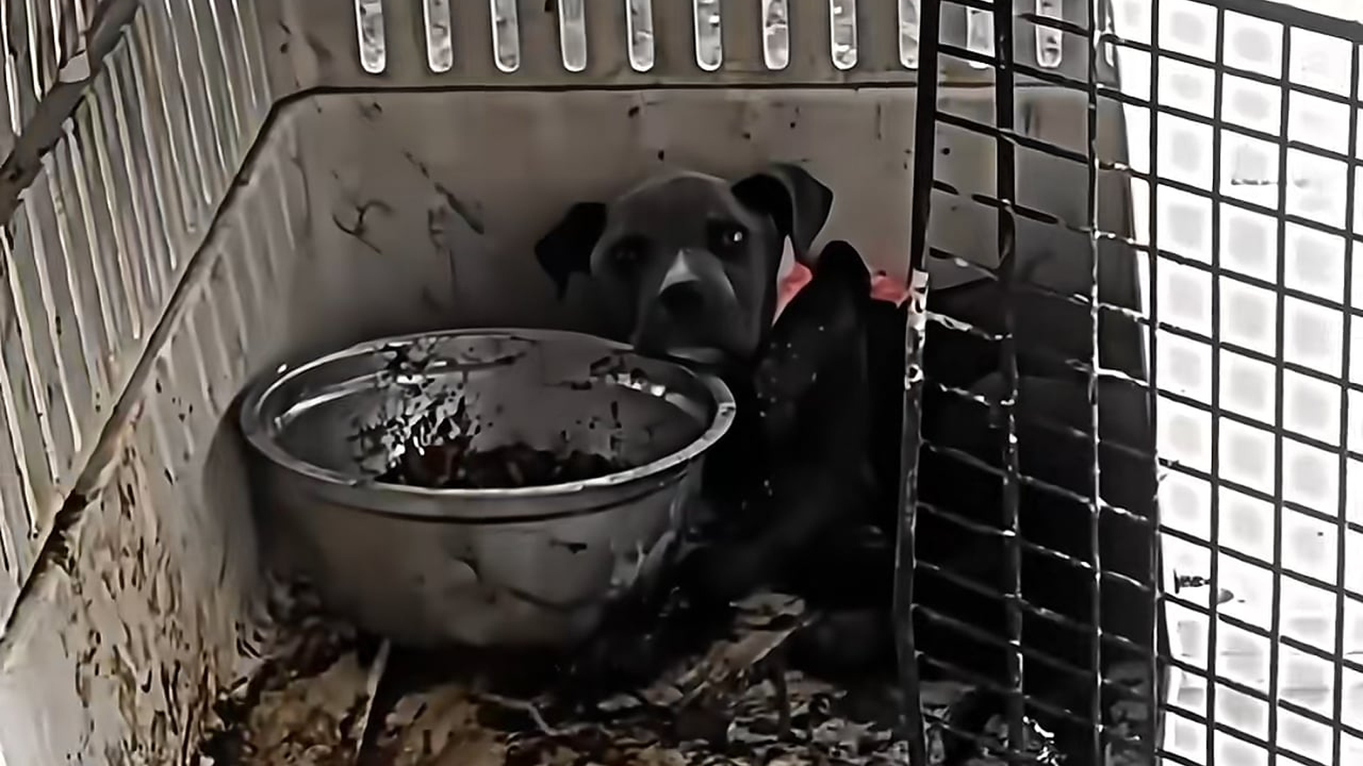 Full Video : N1707136_this poor dog was abandoned, these people saved him. �� #emocionante #animalrescue #salvandovidas