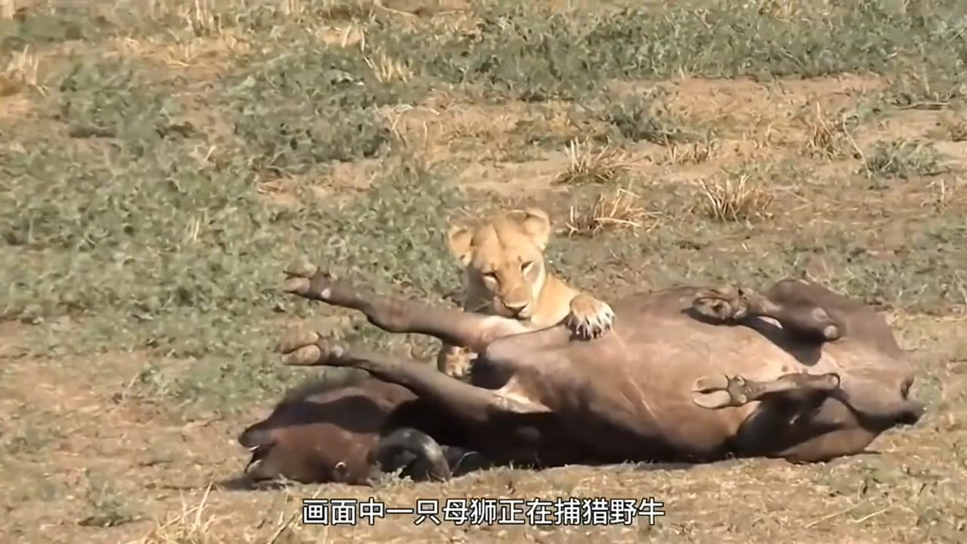 Full Video : N3007162A lioness holds down a fallen buffalo on the savannah, only to look up as the rest of the angry herd charges in to rescu
