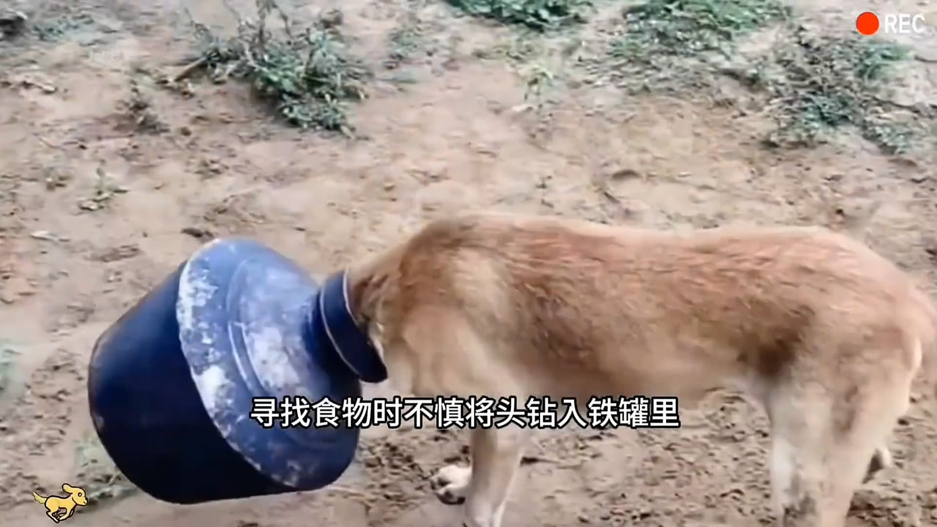Full Video : N3007161A kind group of people come together to rescue a stray dog whose head got dangerously stuck inside a helmet. Teamwork sa