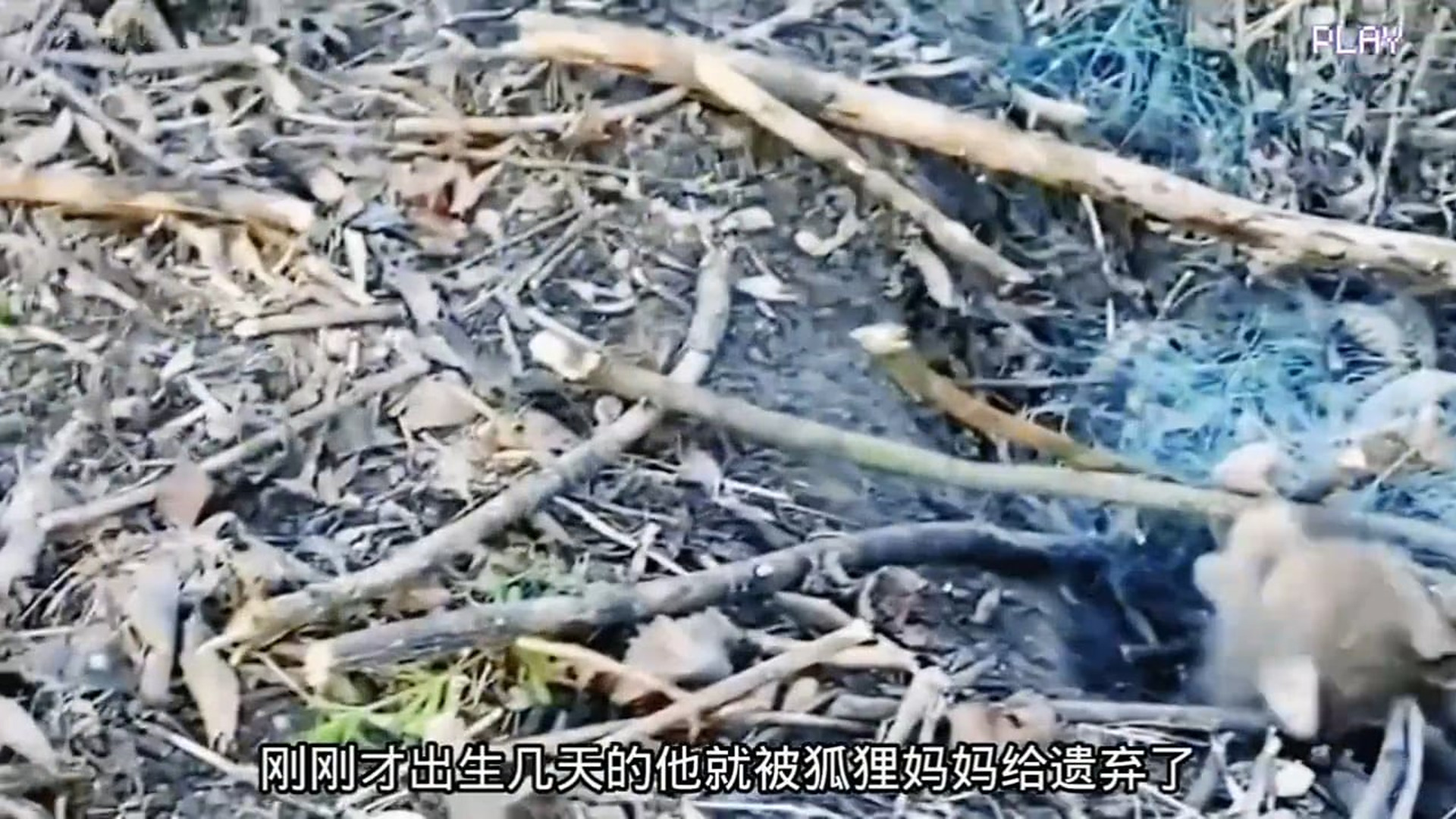 Full Video : N3007159A tiny fox kit gets tangled in a blue net in the woods, but help is on the way when a brave rescue dog arrives! #FoxResc