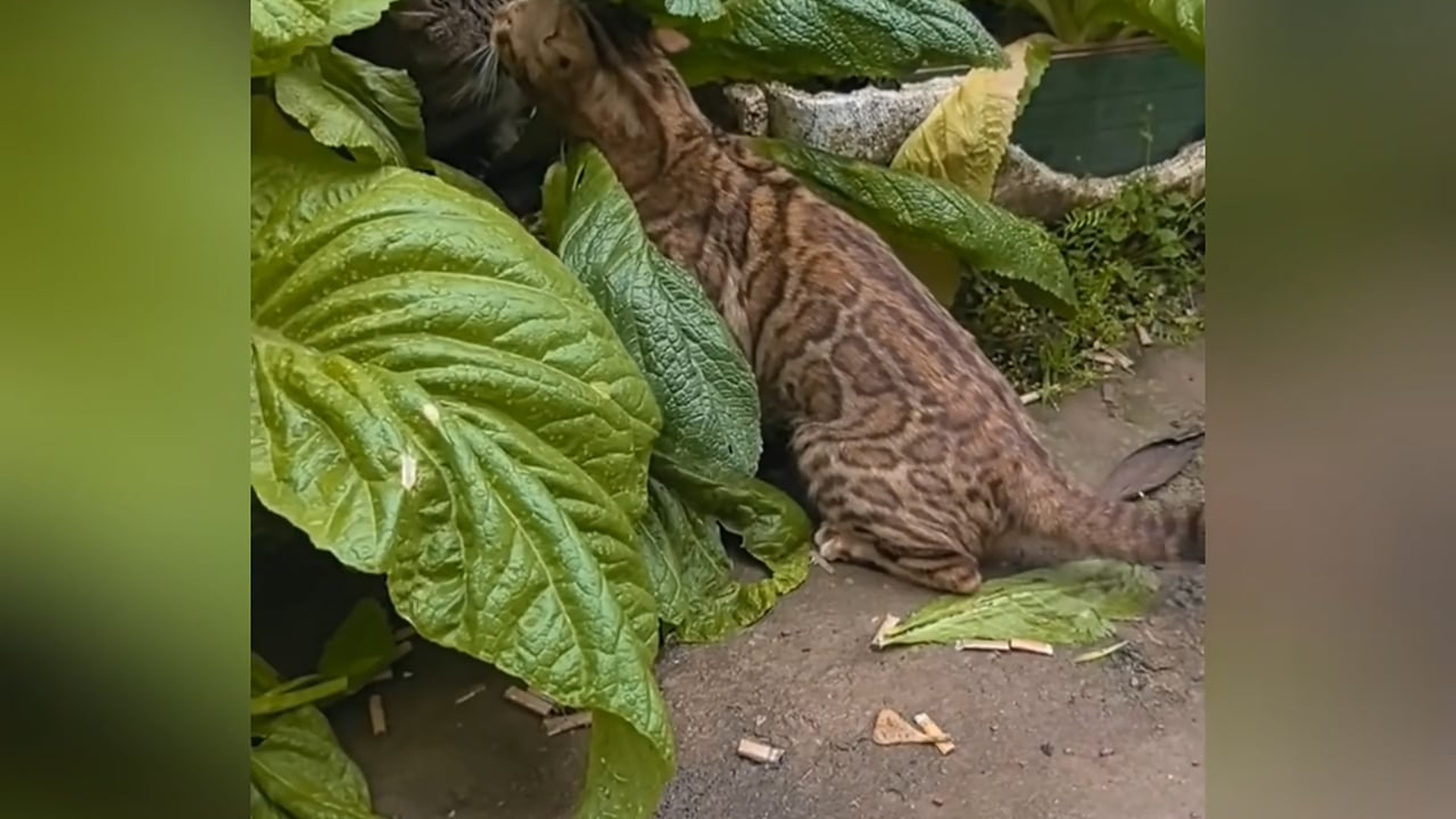Full Video : N3007157A wild spotted cat and a domestic tabby engage in an intense territorial showdown in the garden. Who will come out on to