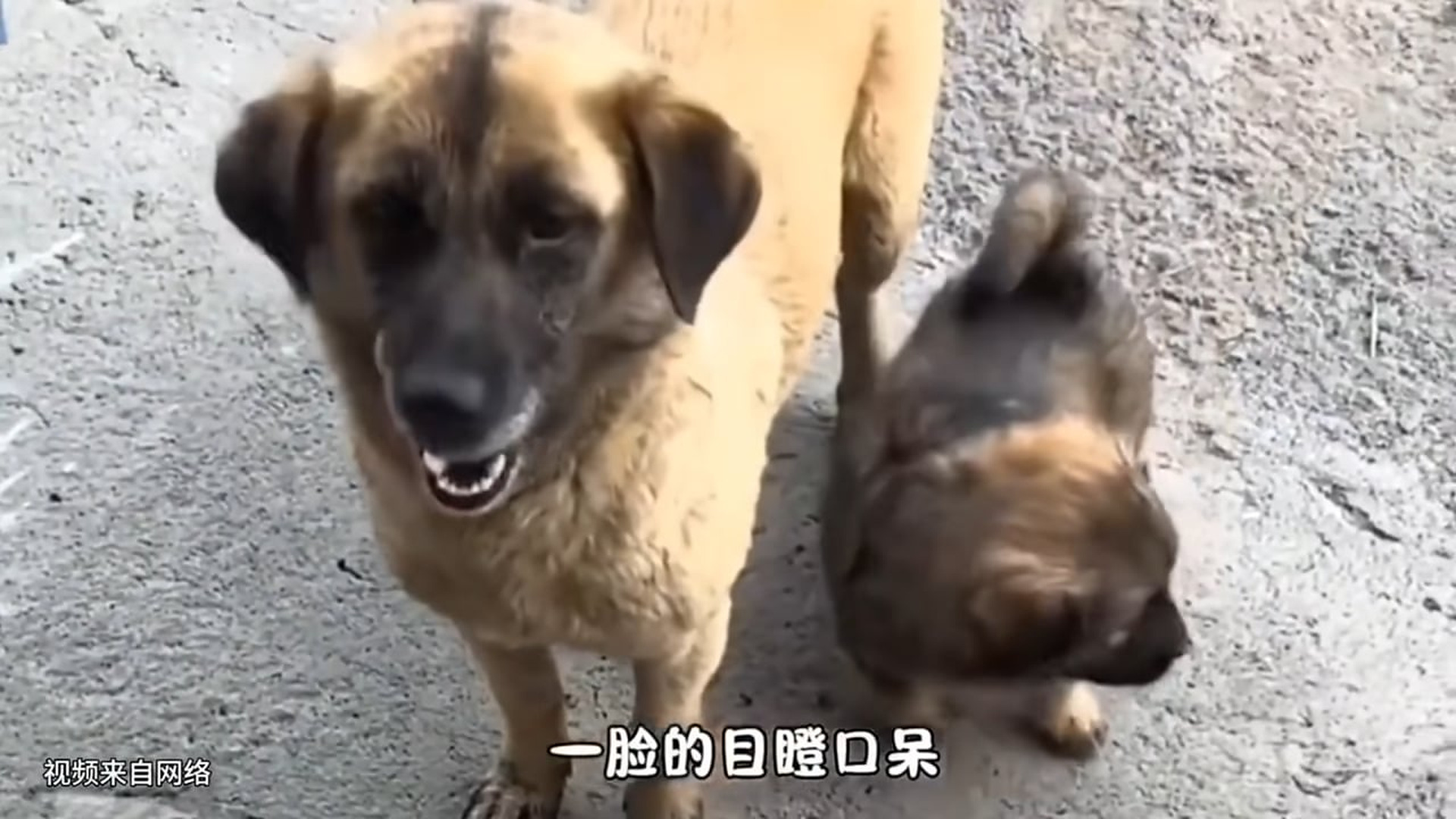Full Video : N3007160A loyal scruffy dog and an adorable little puppy walk together along an alleyway, soon joined by another furry friend. P