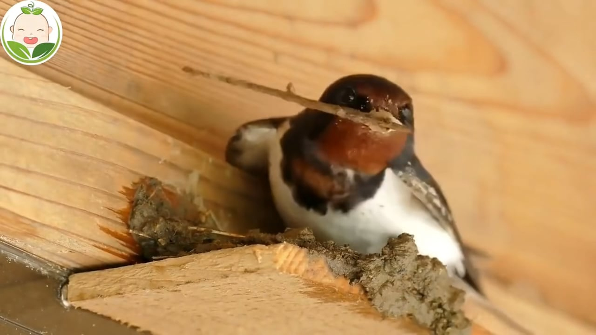 Full Video : N3007158Watch this diligent swallow carefully craft its nest using mud and twigs. A beautiful moment of patience and natural ins