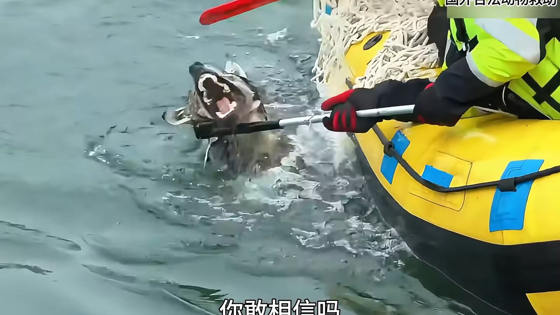 Full Video : N2907164You won't believe how firefighters pulled off this high-stakes canal rescue for a trapped wolf in deep water! The scienc