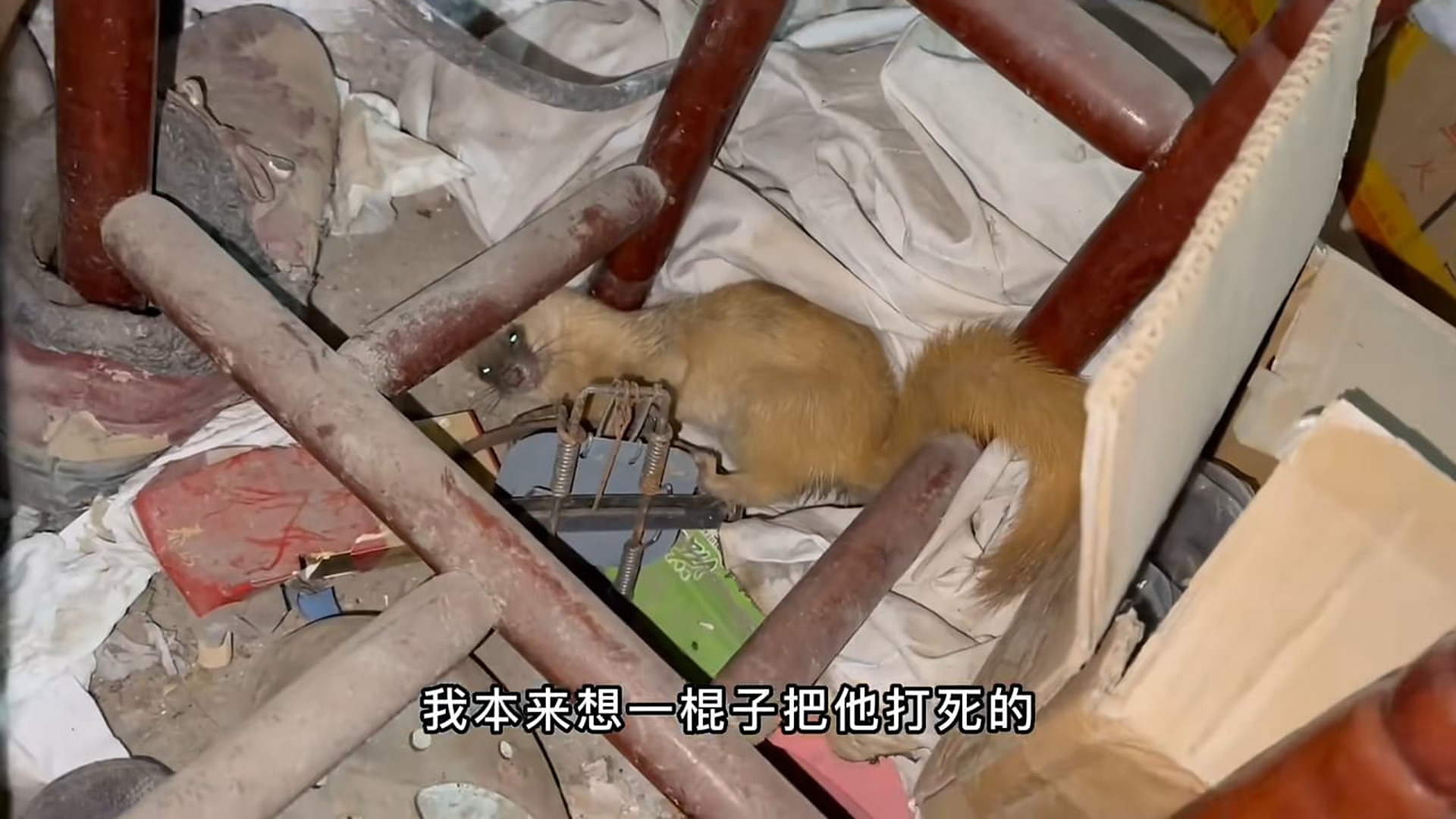 Full Video : N2907159 A curious little weasel finds a safe and cozy hiding spot inside a workshop before coming out to rest on a camouflage j