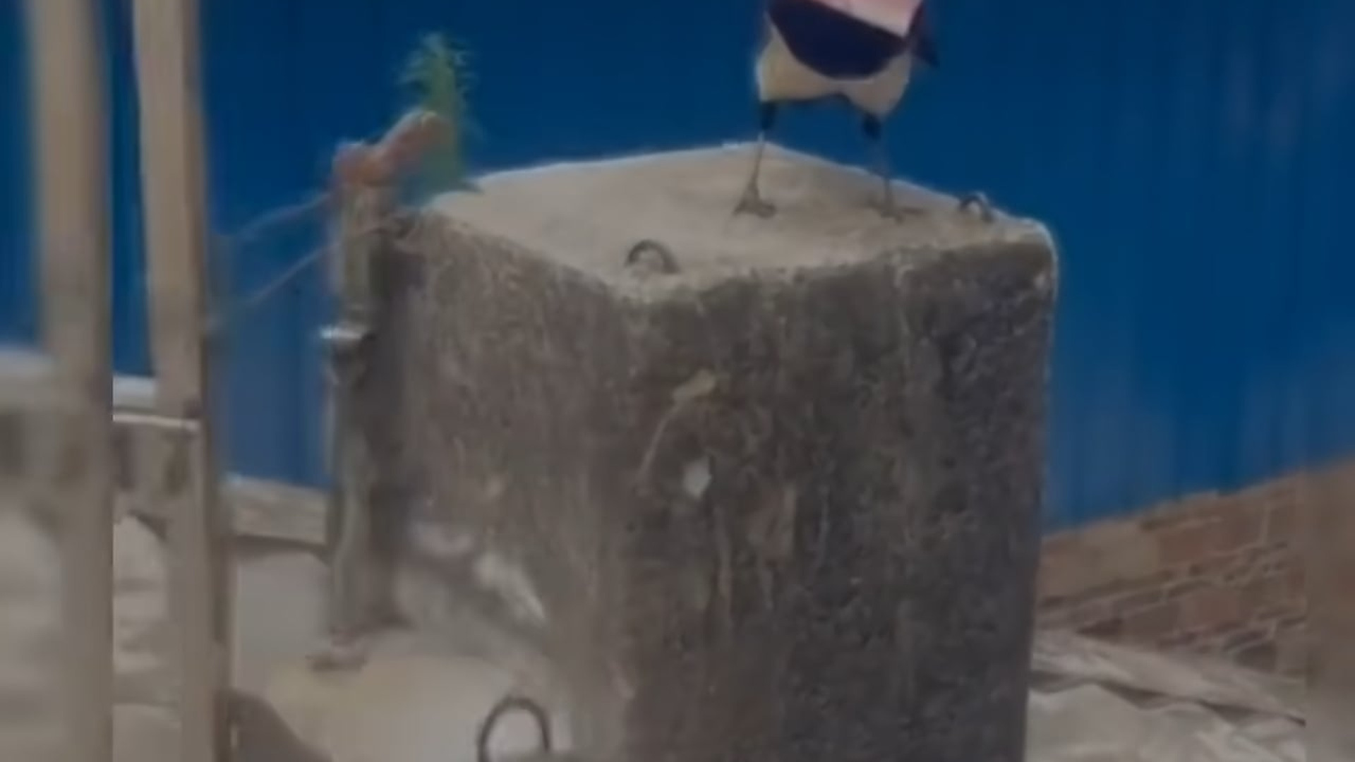 Full Video : N2907158A magnificent magpie high atop a construction crane gets a helping hand from a worker before flying off safely into the