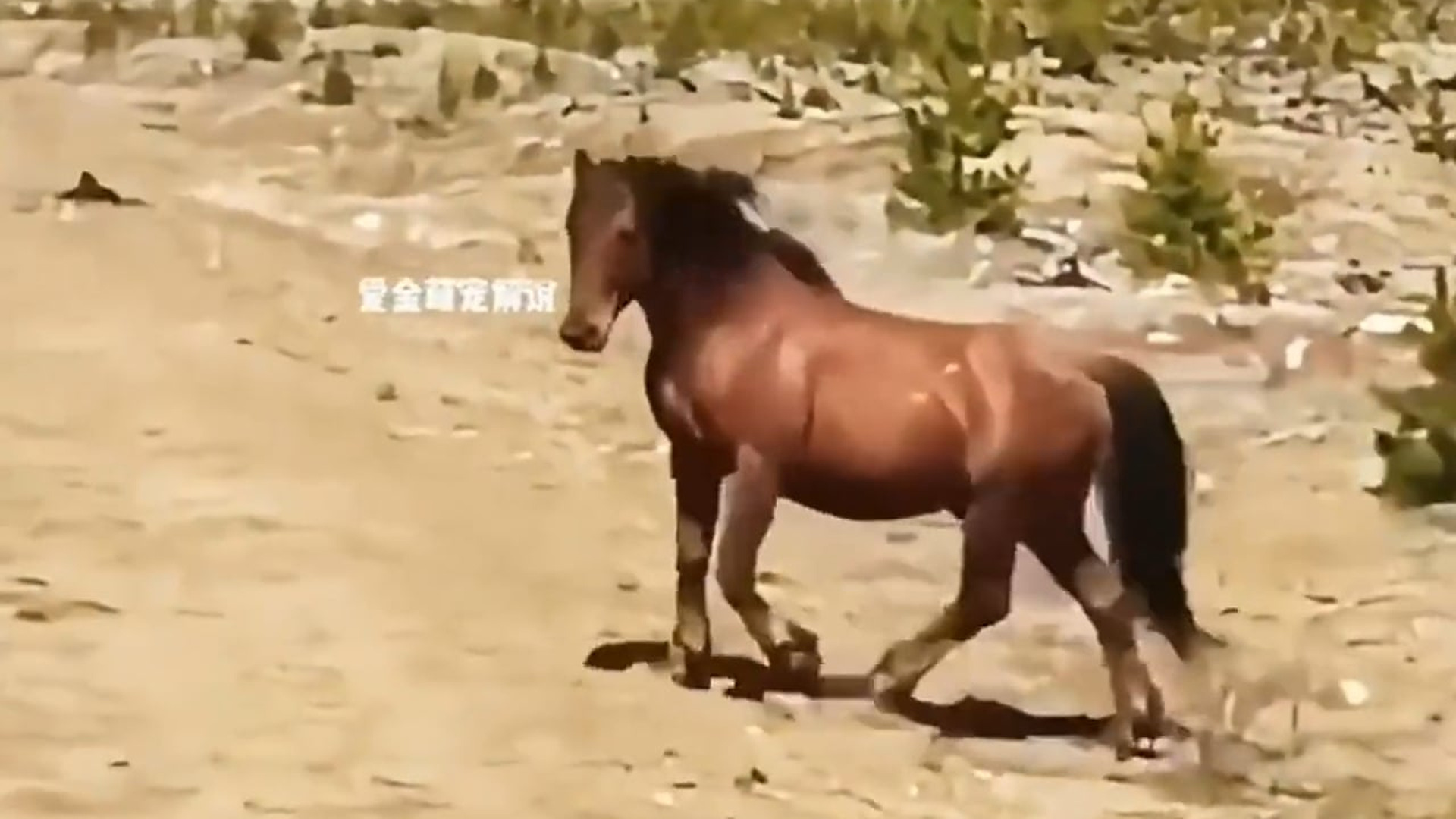 Full Video : N2907155You won't believe how this wild horse expertly navigated a steep mountain trail and spotted potential danger! The scienc