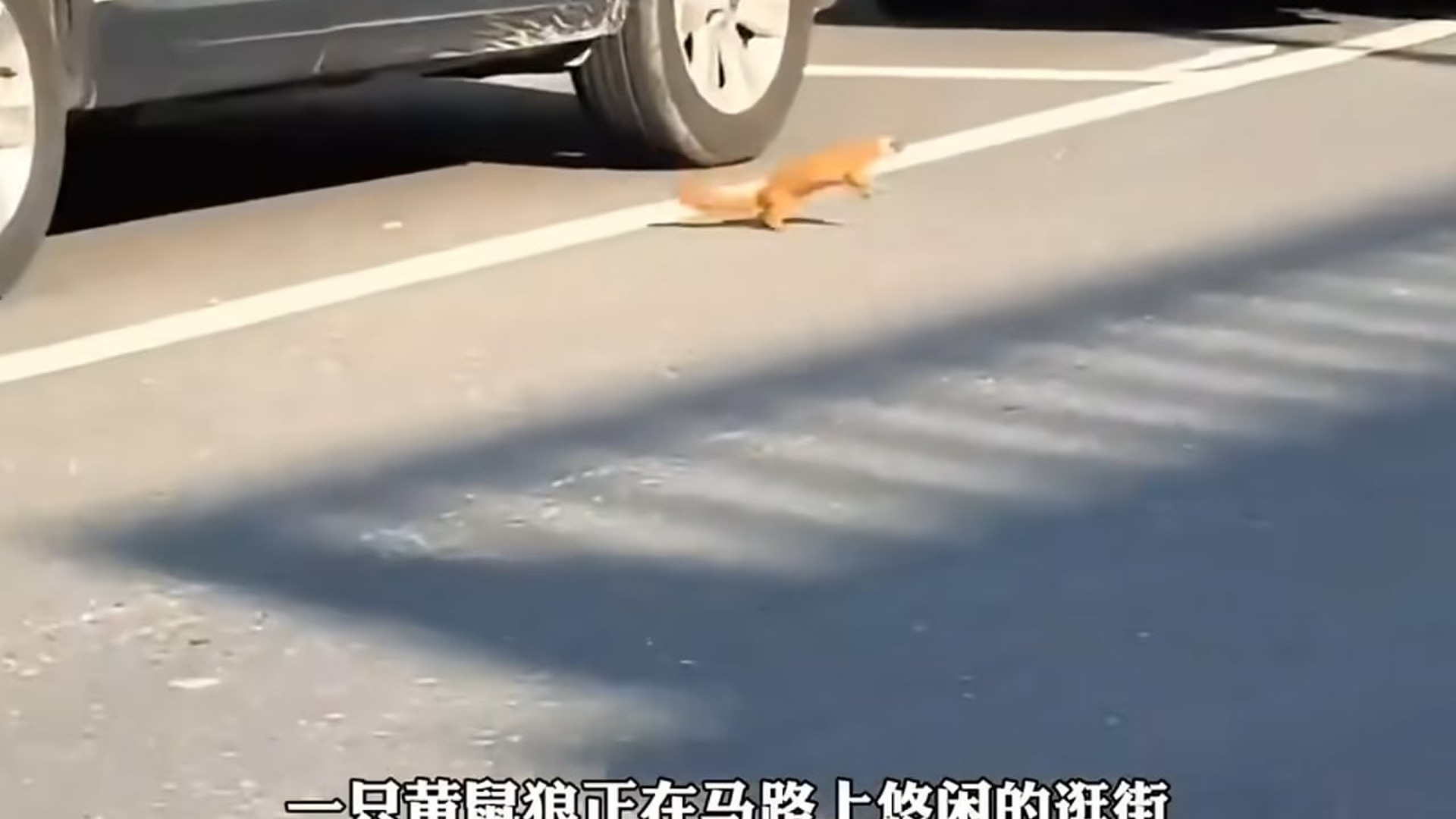 Full Video : N2907156 A kind man gently rescues a tired little weasel found wandering on a busy city street, wrapping it safely in his jacket