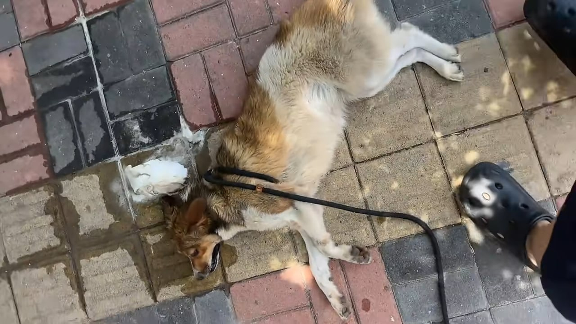 Full Video : N2907154You won't believe how this injured dog reacted when a kind passerby carefully inspected its ear wound! The science of ta
