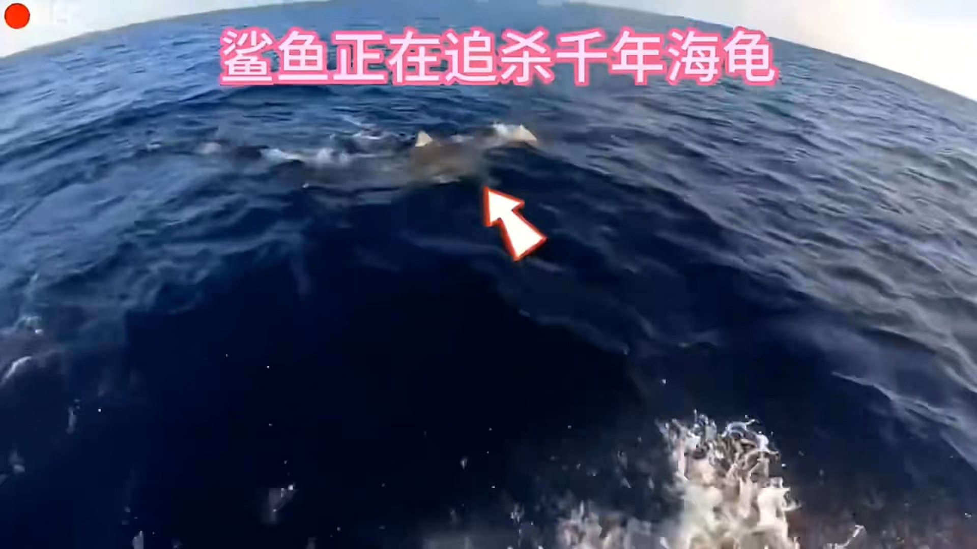 Full Video : N2907151You won't believe how this clever sea turtle used a boat motor to evade a massive attacking shark! The science of ocean