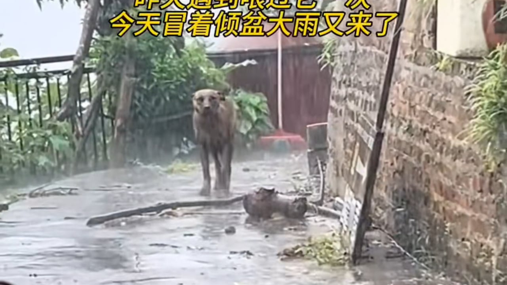 Full Video : N2907150You won't believe how this shivering stray dog fought against hypothermia during a heavy rainstorm! The science of anima