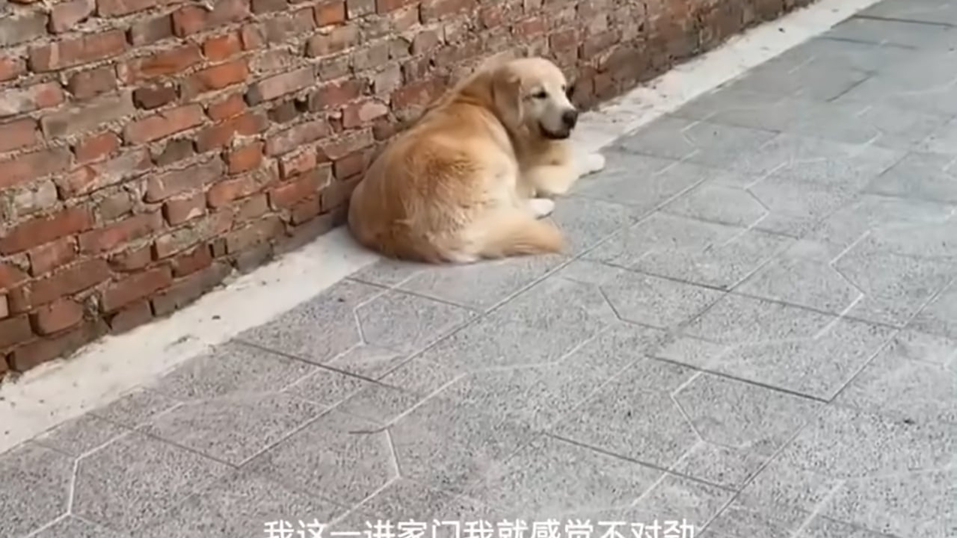 Full Video : N2907153You won't believe how this gentle Golden Retriever protected a tiny kitten and let it explore the alley! The science of