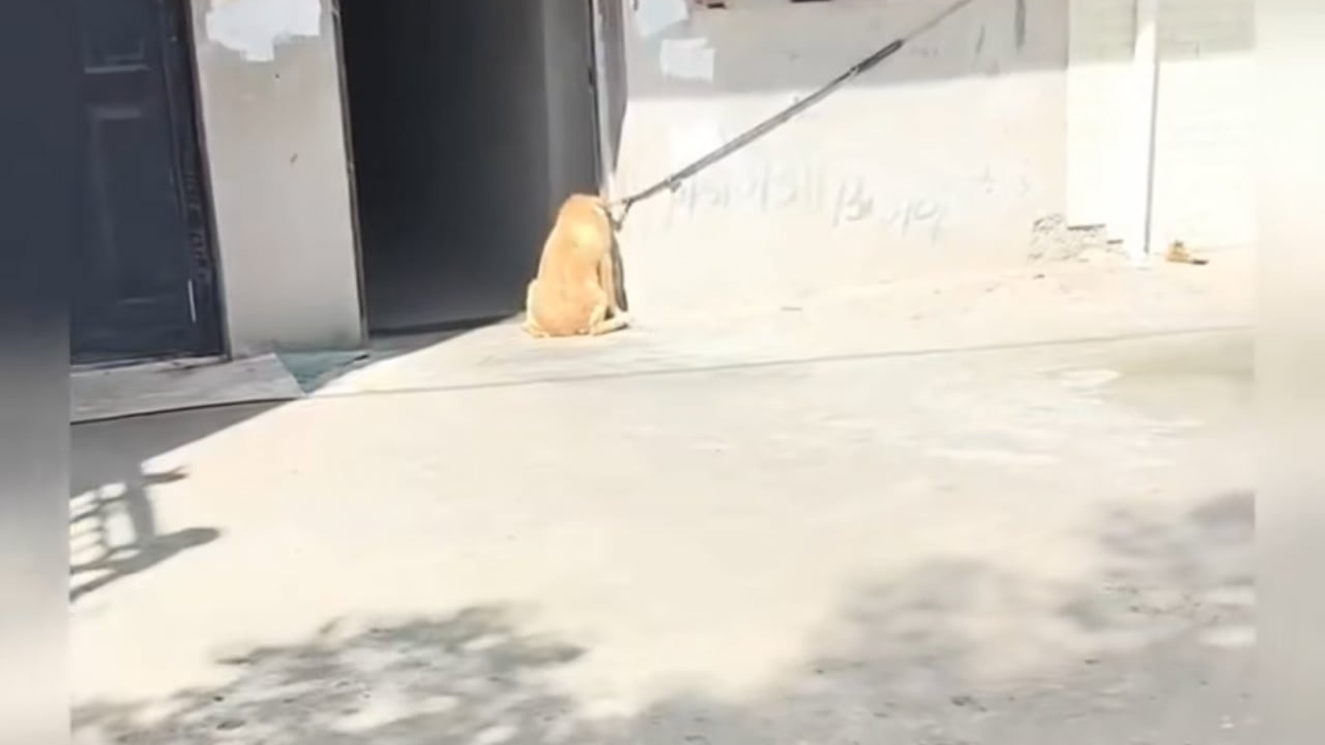Full Video : N2907152You won't believe how fast a Golden Retriever's panting mechanism works to prevent heat stroke under direct sunlight! Th