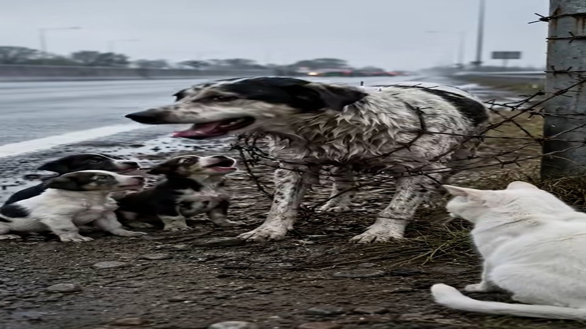 Full Video : N2907066_Please Help A Helpless Mother Dog Is Trapped In Barbed Wire Beside