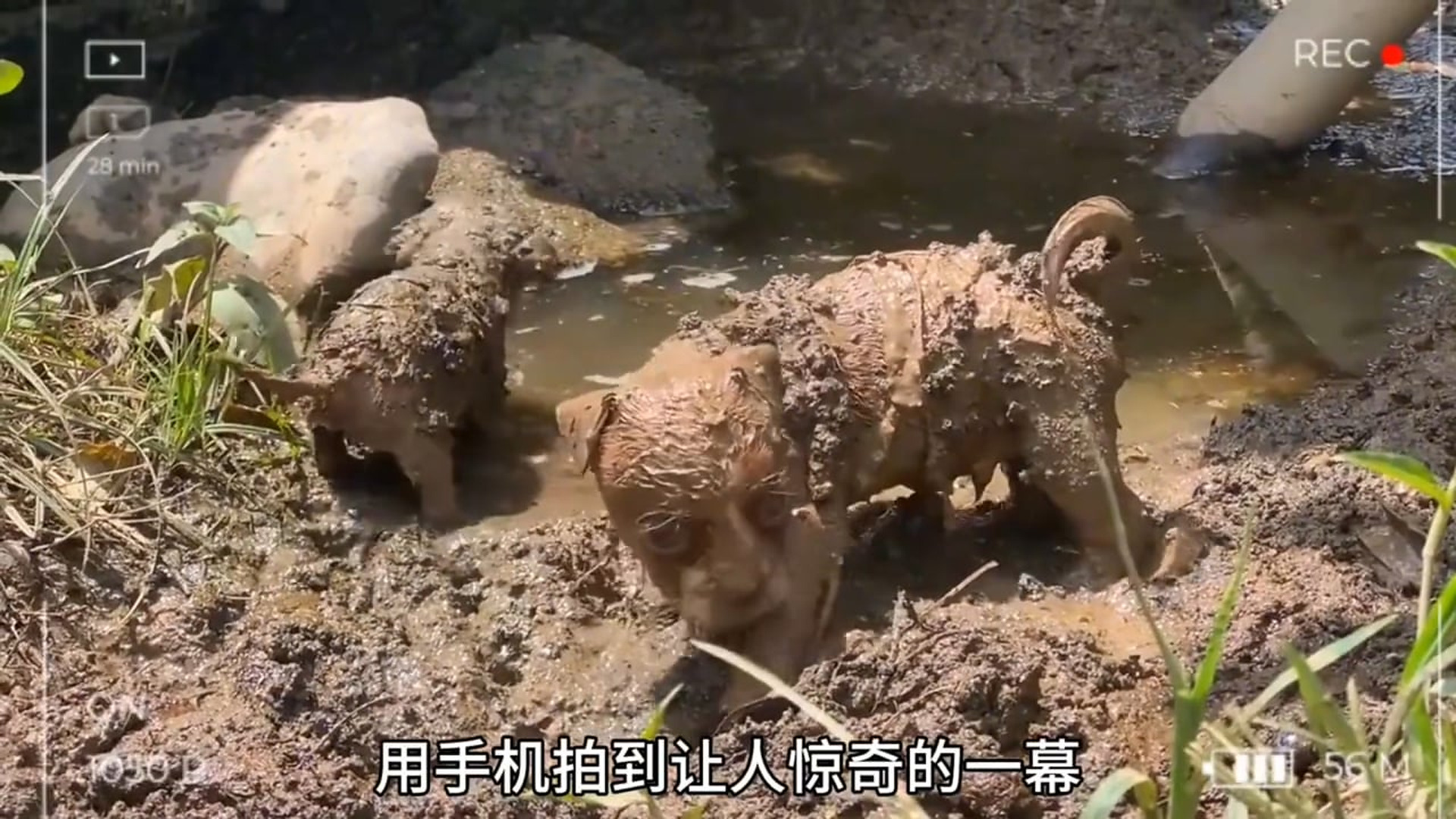 Full Video : N3007168Two tiny puppies are stuck and struggling in a deep mud trench, looking for help to escape. #PuppyRescue #AnimalRescue #