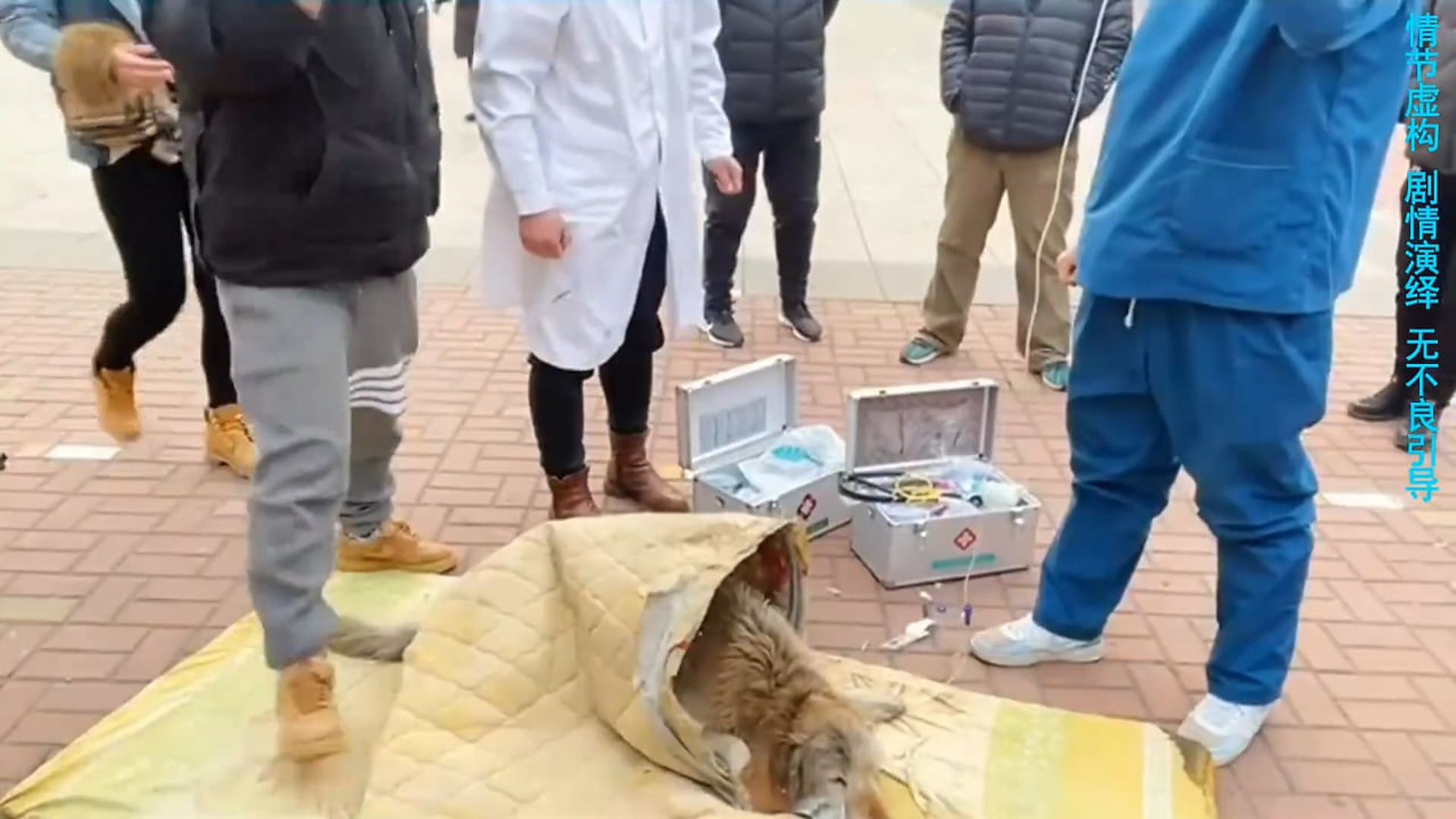 Full Video : N3007166A golden retriever is found weak and injured inside a drainage hole on a cold day, wrapped in a blanket as a compassiona